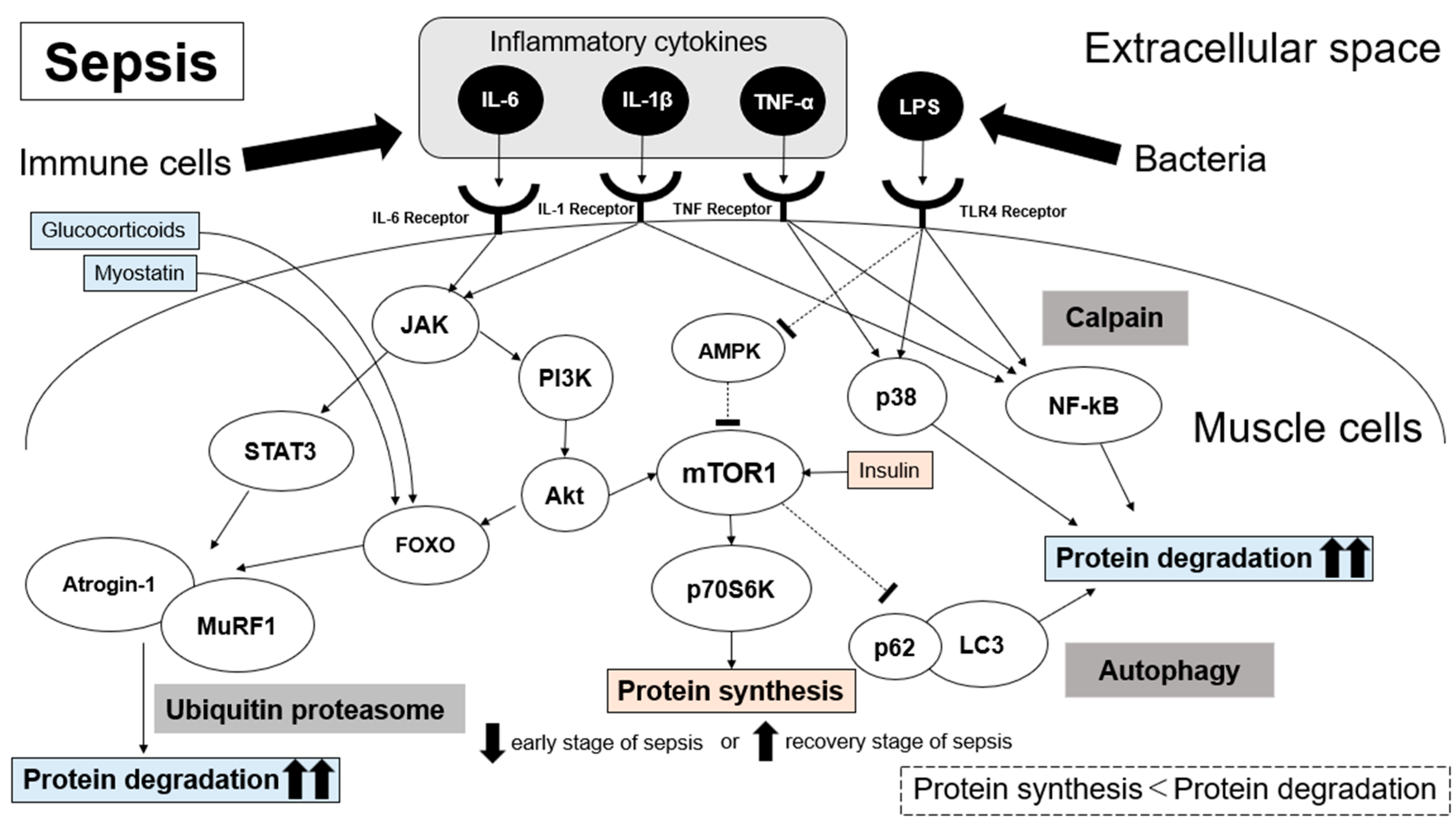 Frontiers  Safety and efficacy of electrical stimulation for  lower-extremity muscle weakness in intensive care unit 2019 Novel  Coronavirus patients: A phase I double-blinded randomized controlled trial