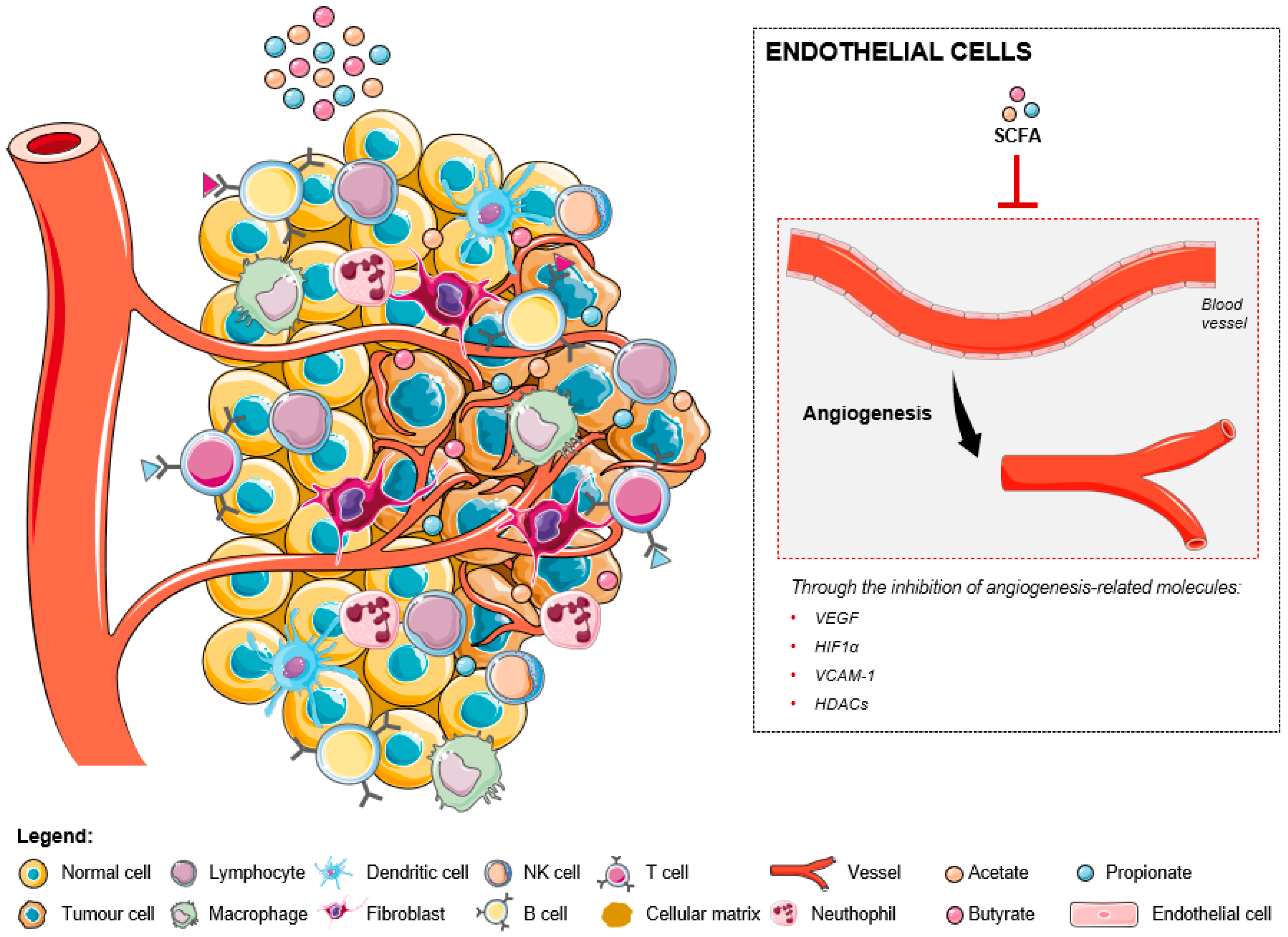 Ijms Free Full Text Modulation Of The Tumor Microenvironment By Microbiota Derived Short