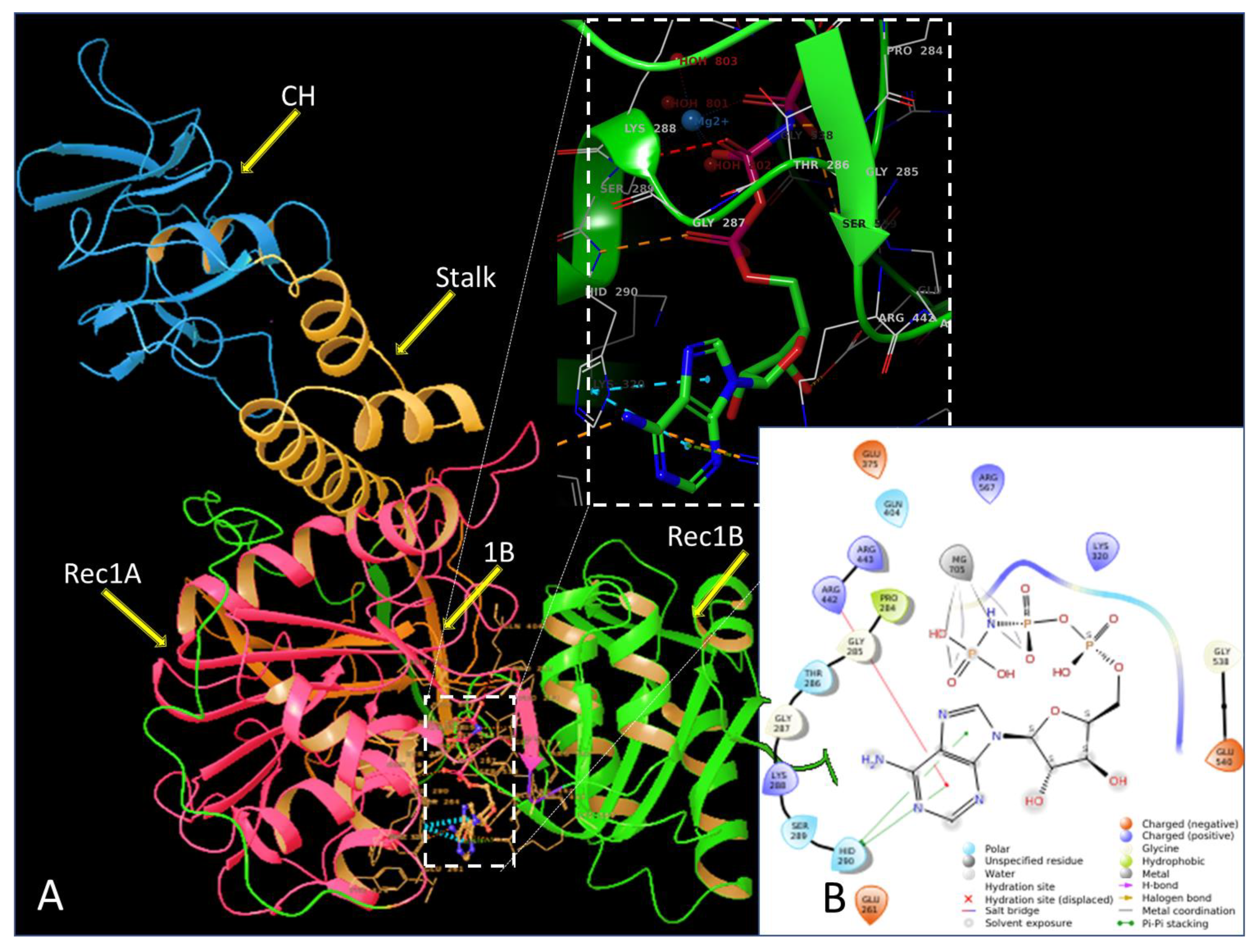 IJMS | Free Full-Text | In Silico Binding of 2-Aminocyclobutanones to  SARS-CoV-2 Nsp13 Helicase and Demonstration of Antiviral Activity