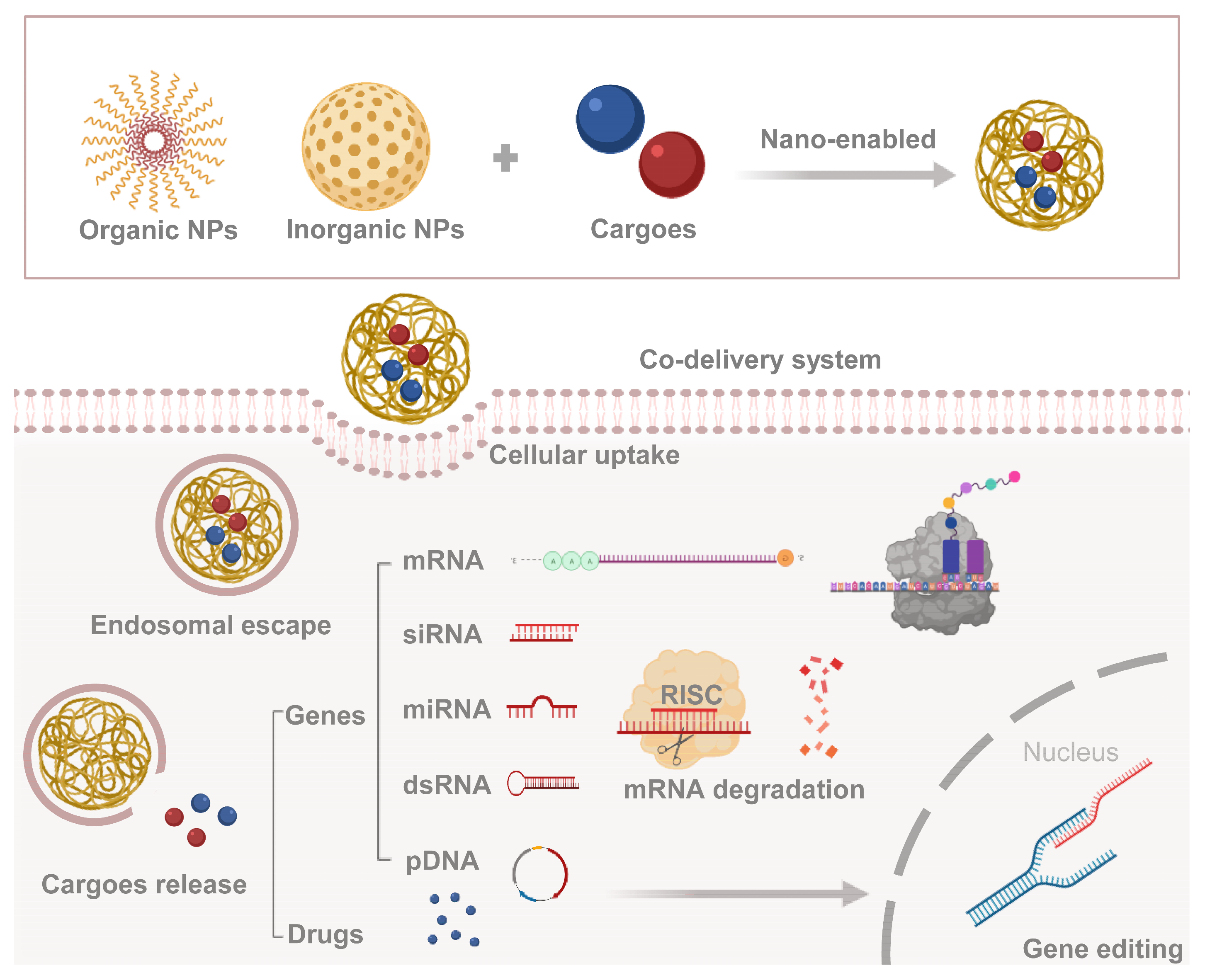IJMS | Free Full-Text | Recent Advances in Nanoparticle-Mediated  Co-Delivery System: A Promising Strategy in Medical and Agricultural Field