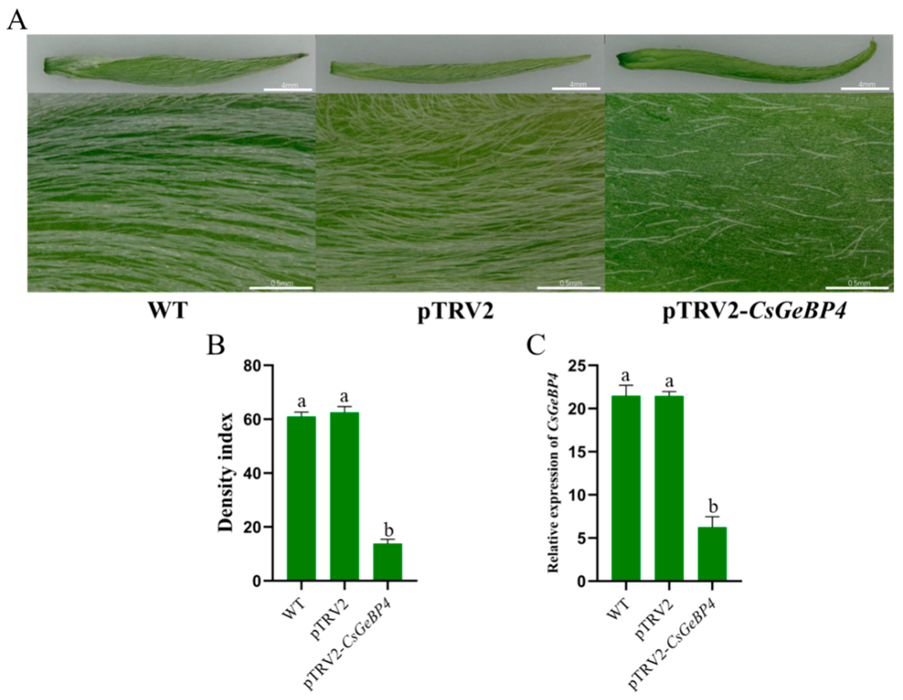 Ijms 24 05207 g011 Ijms 24 05207 g011