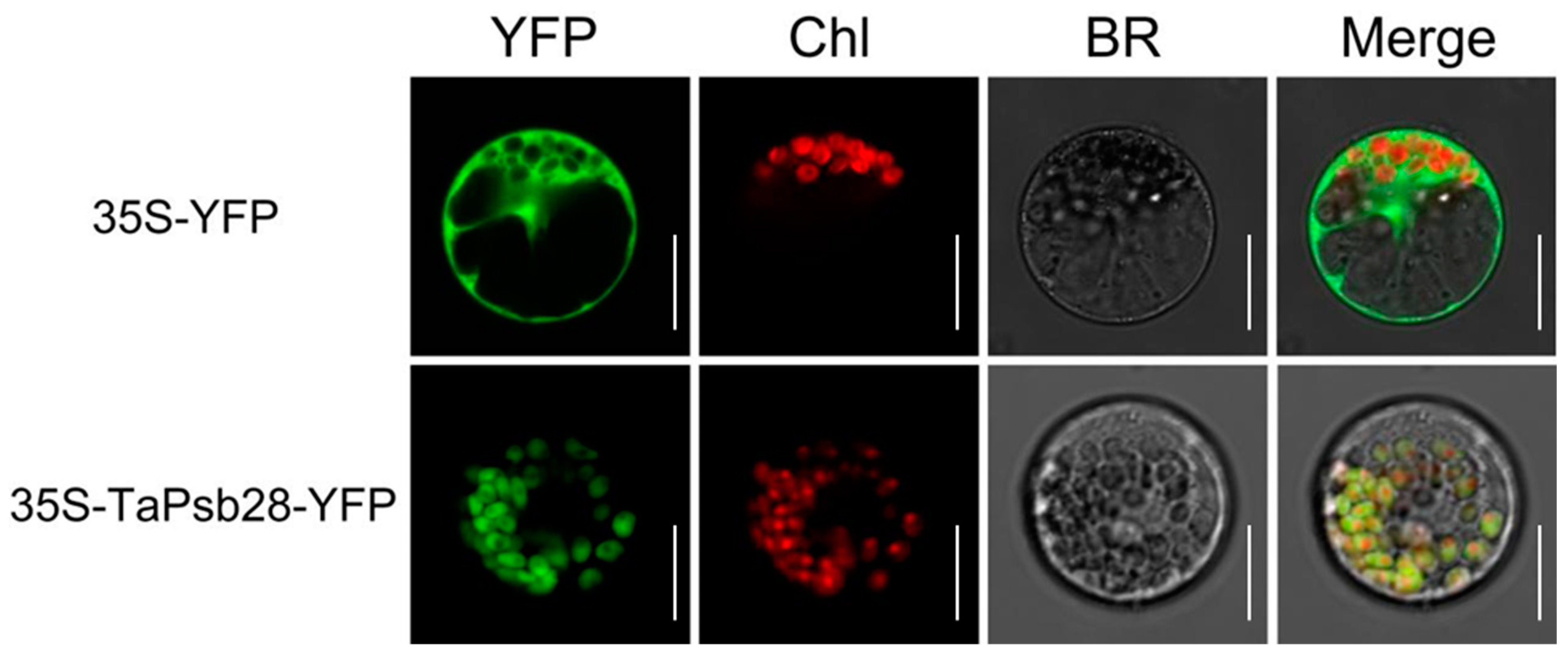 Ijms 24 05226 g003 Ijms 24 05226 g003