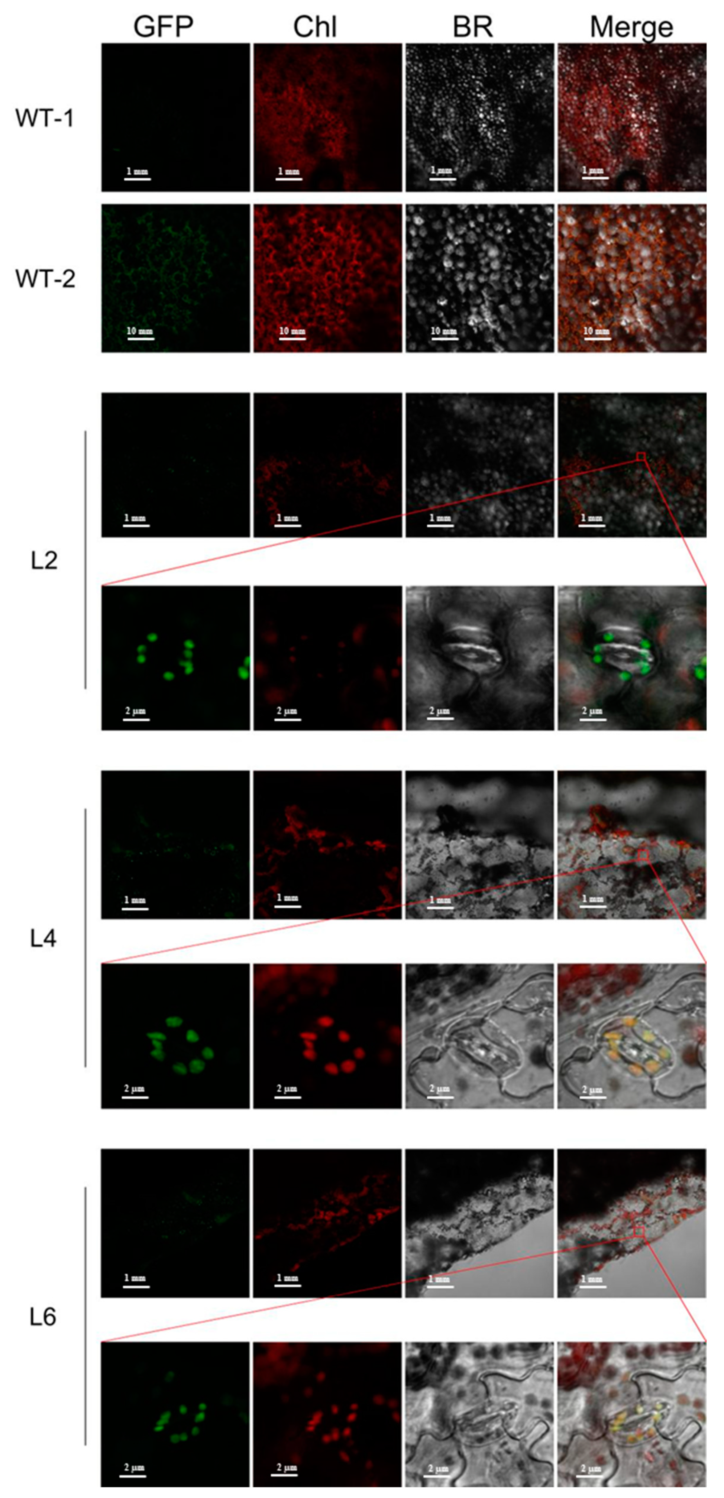 Ijms 24 05226 g005 Ijms 24 05226 g005
