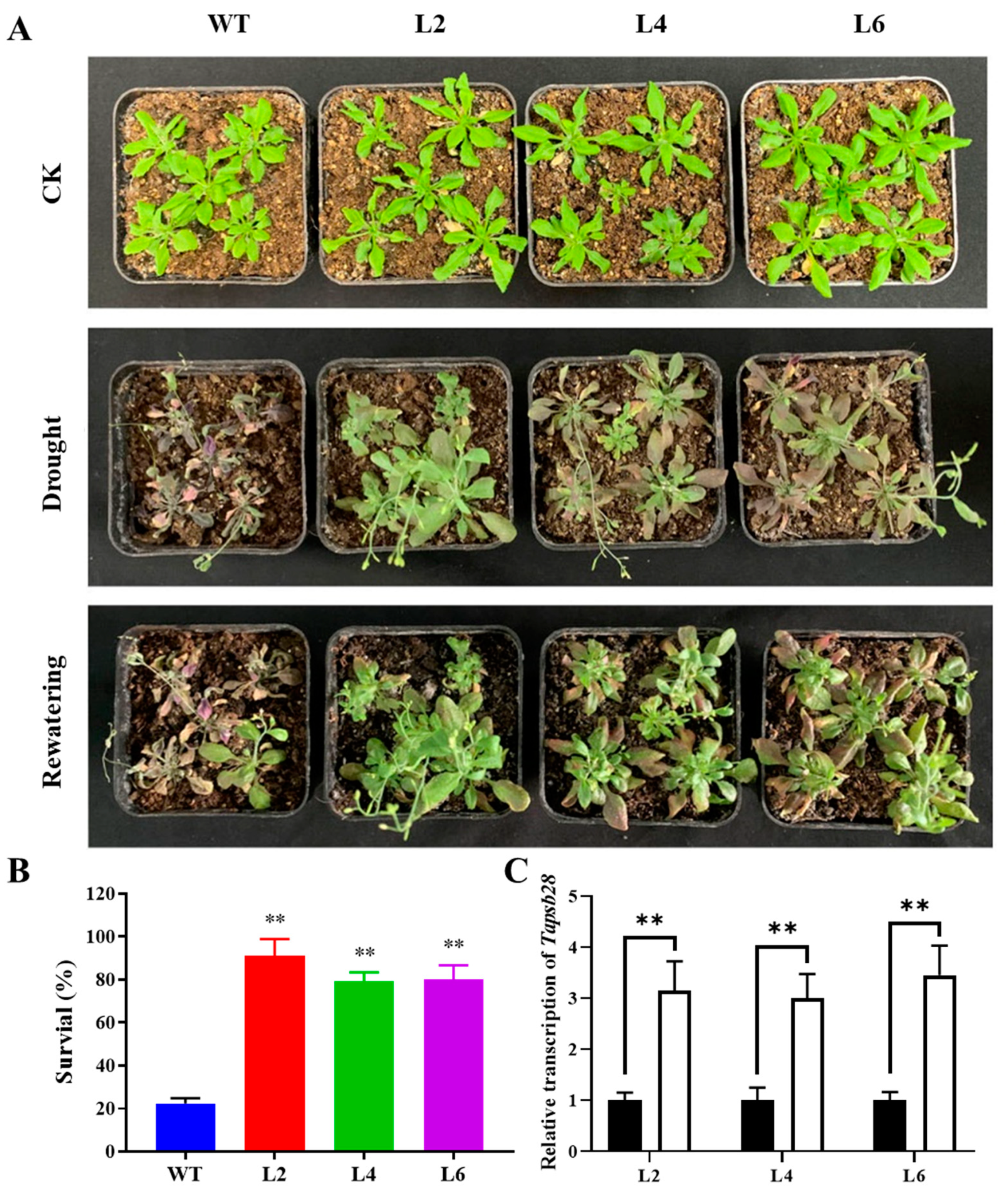 Ijms 24 05226 g006 Ijms 24 05226 g006