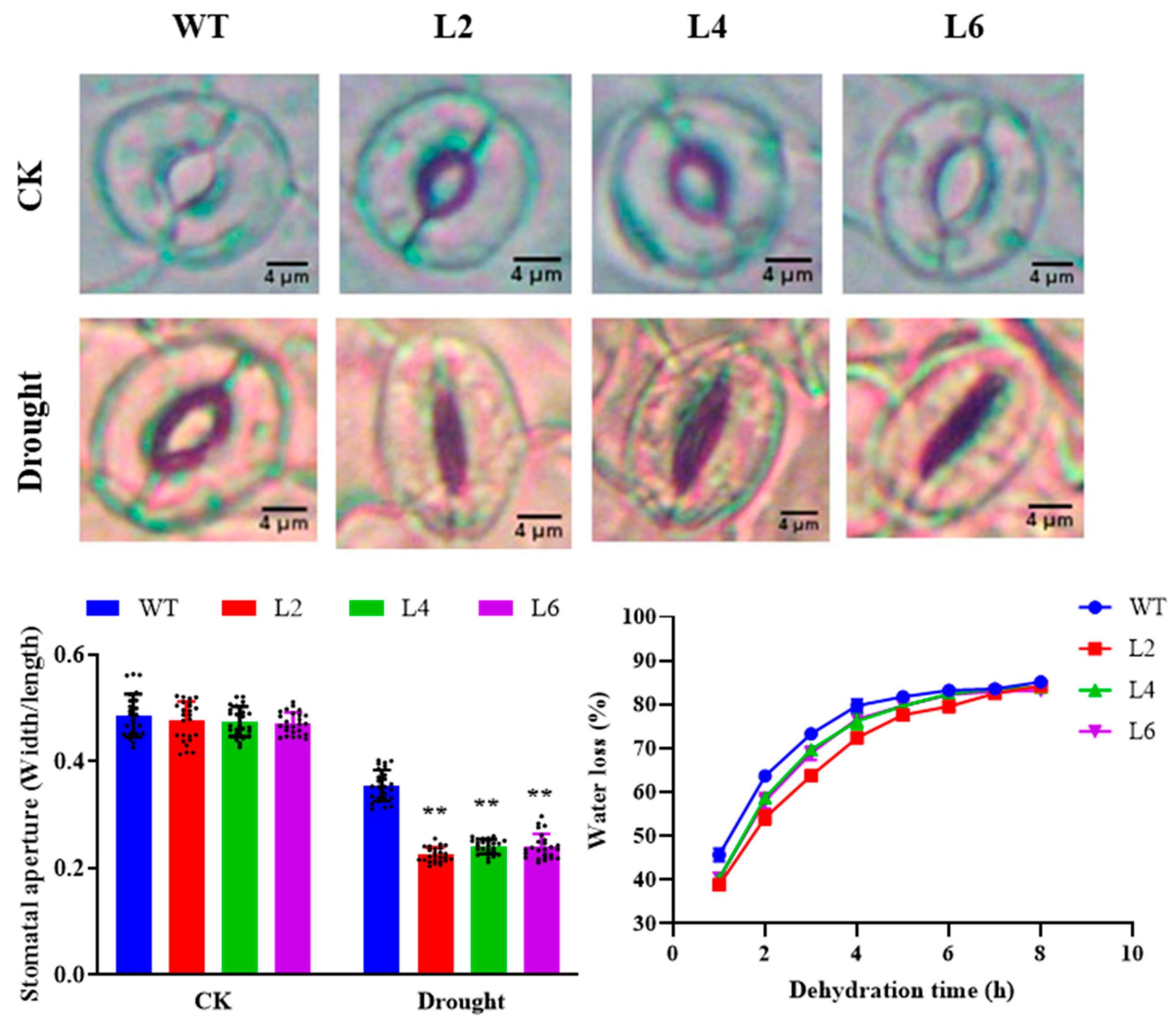 Ijms 24 05226 g007 Ijms 24 05226 g007