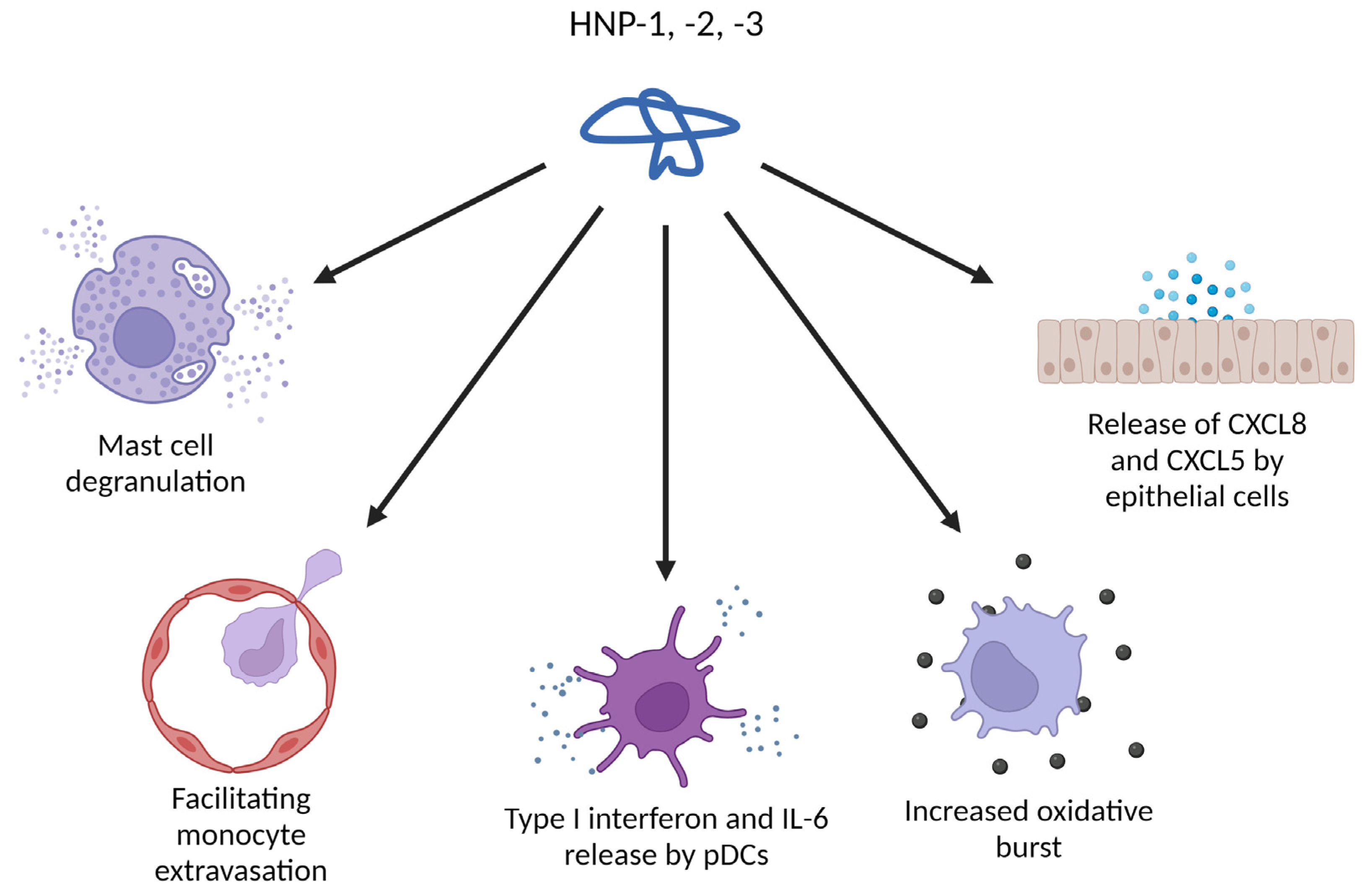 Ijms Free Full Text Role Of Defensins In Tumor Biology