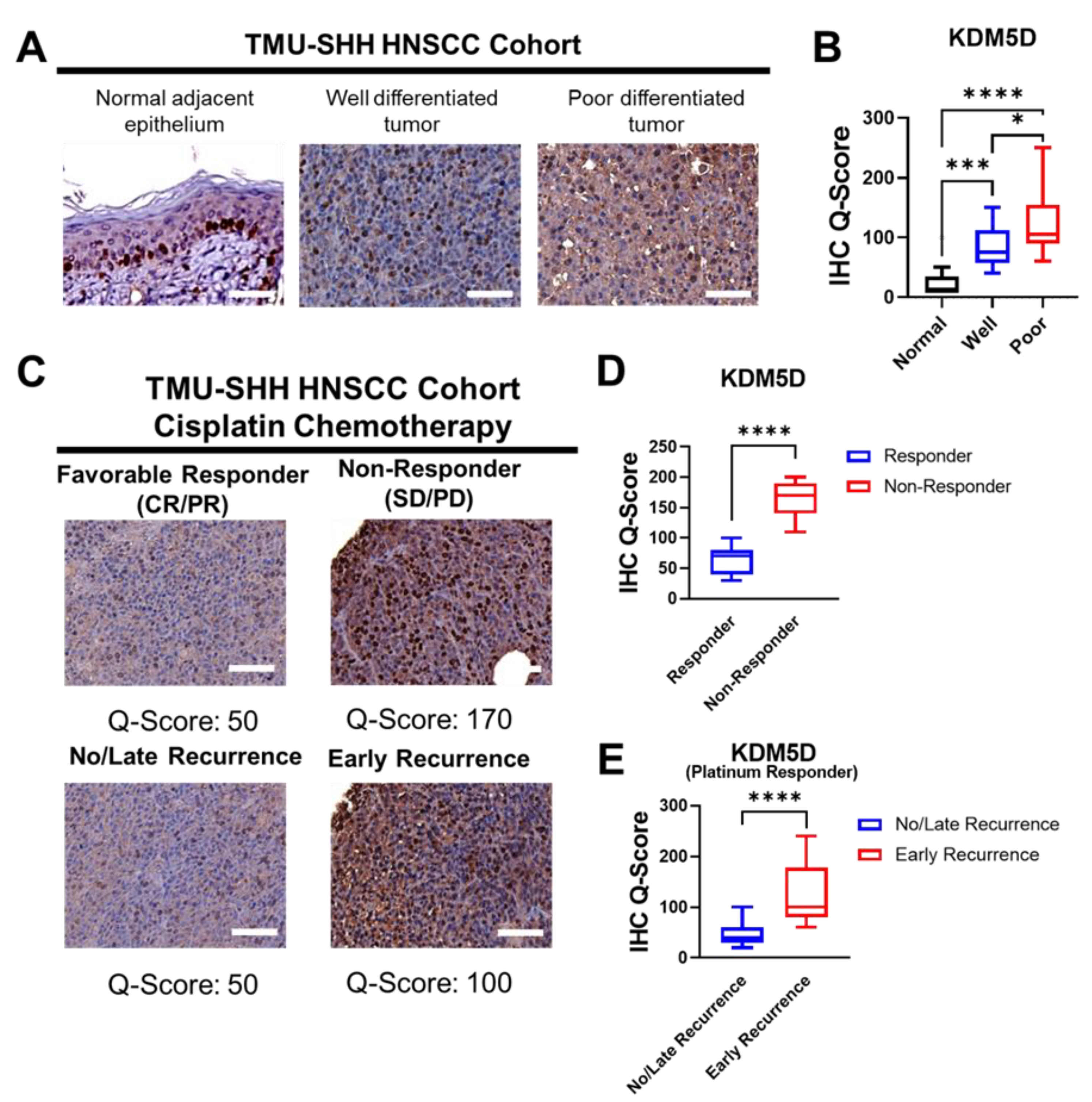 Ijms 24 05310 g002 Ijms 24 05310 g002