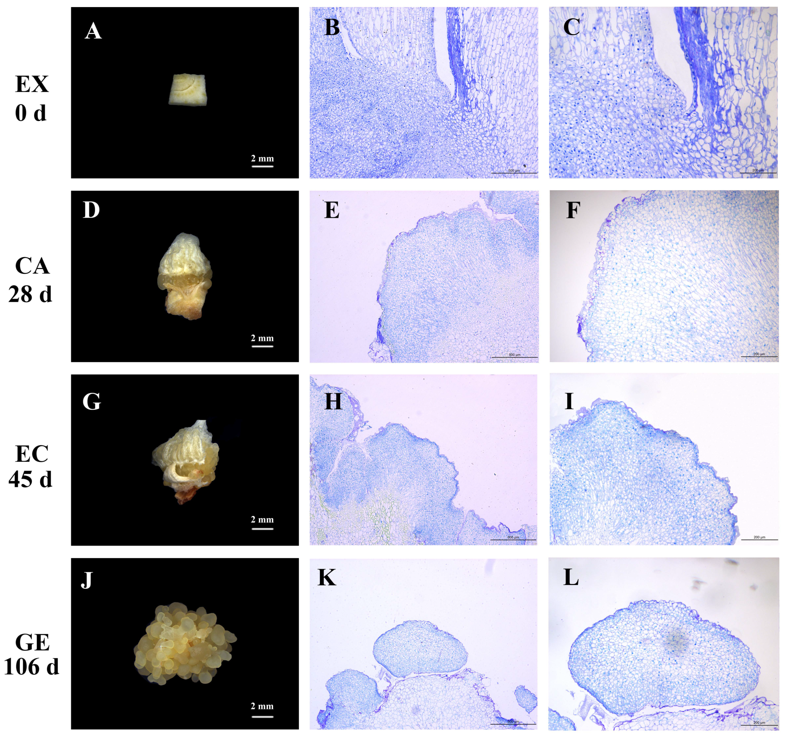 Ijms 24 05311 g001 Ijms 24 05311 g001