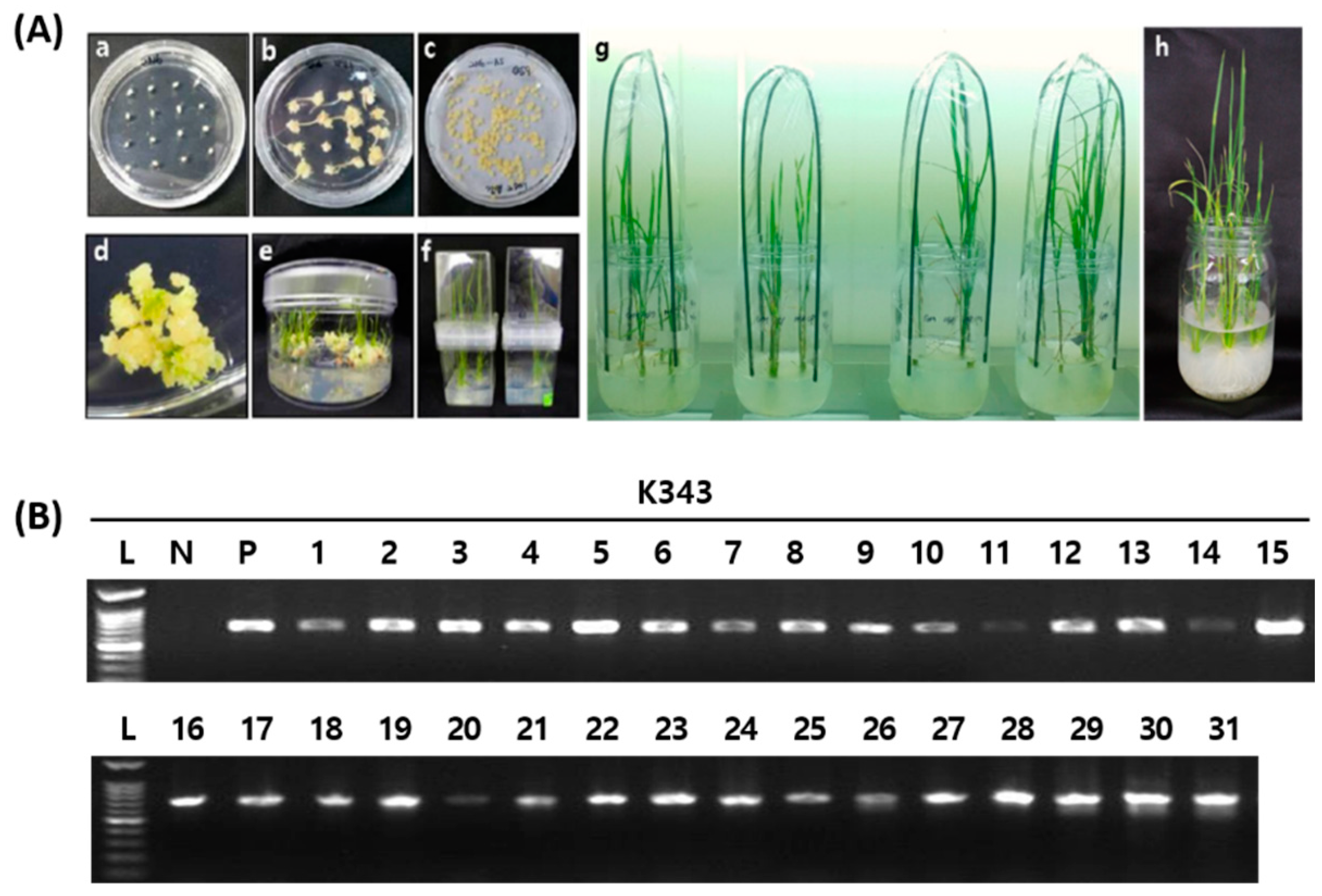 Ijms 24 05338 g003 Ijms 24 05338 g003