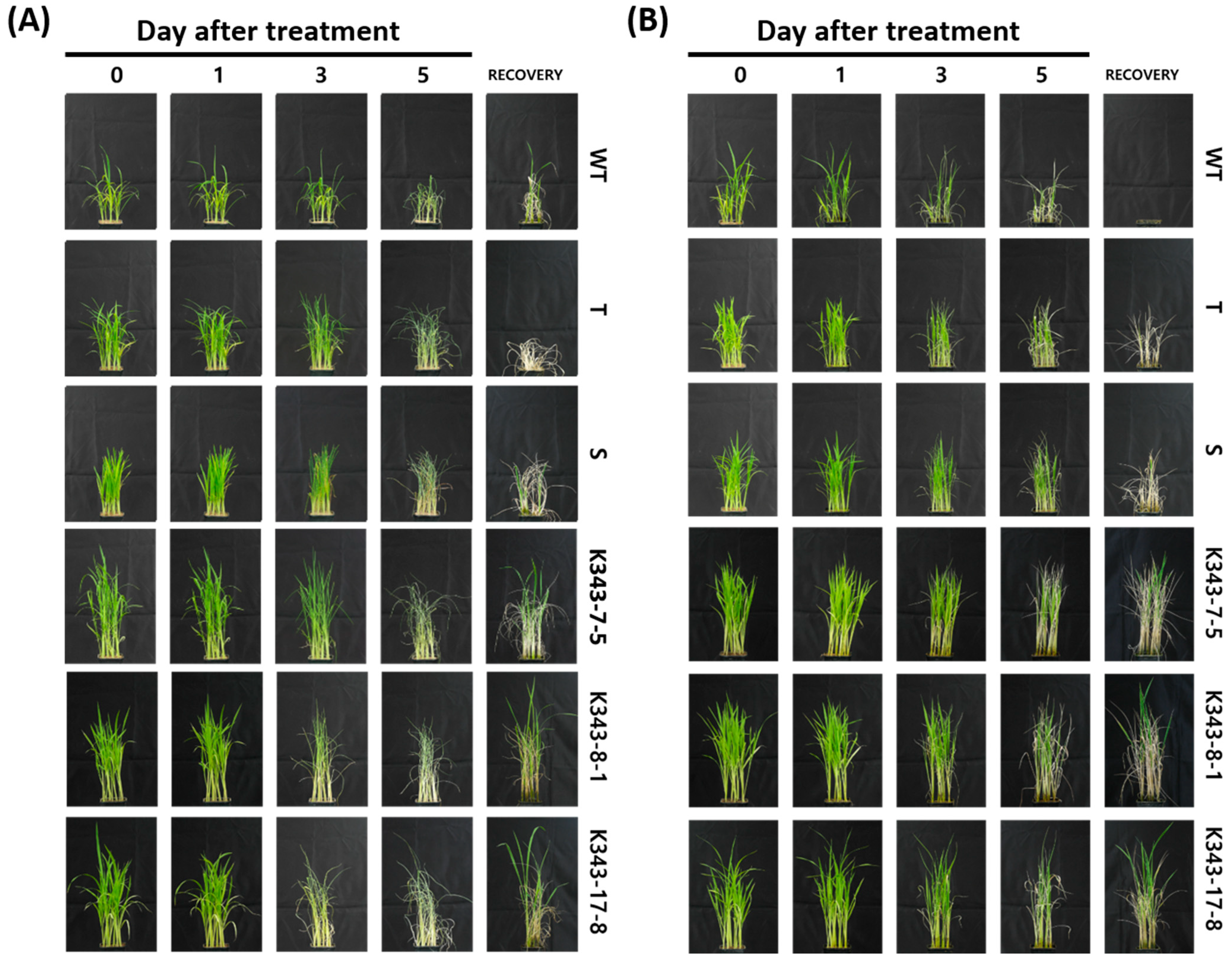 Ijms 24 05338 g006 Ijms 24 05338 g006