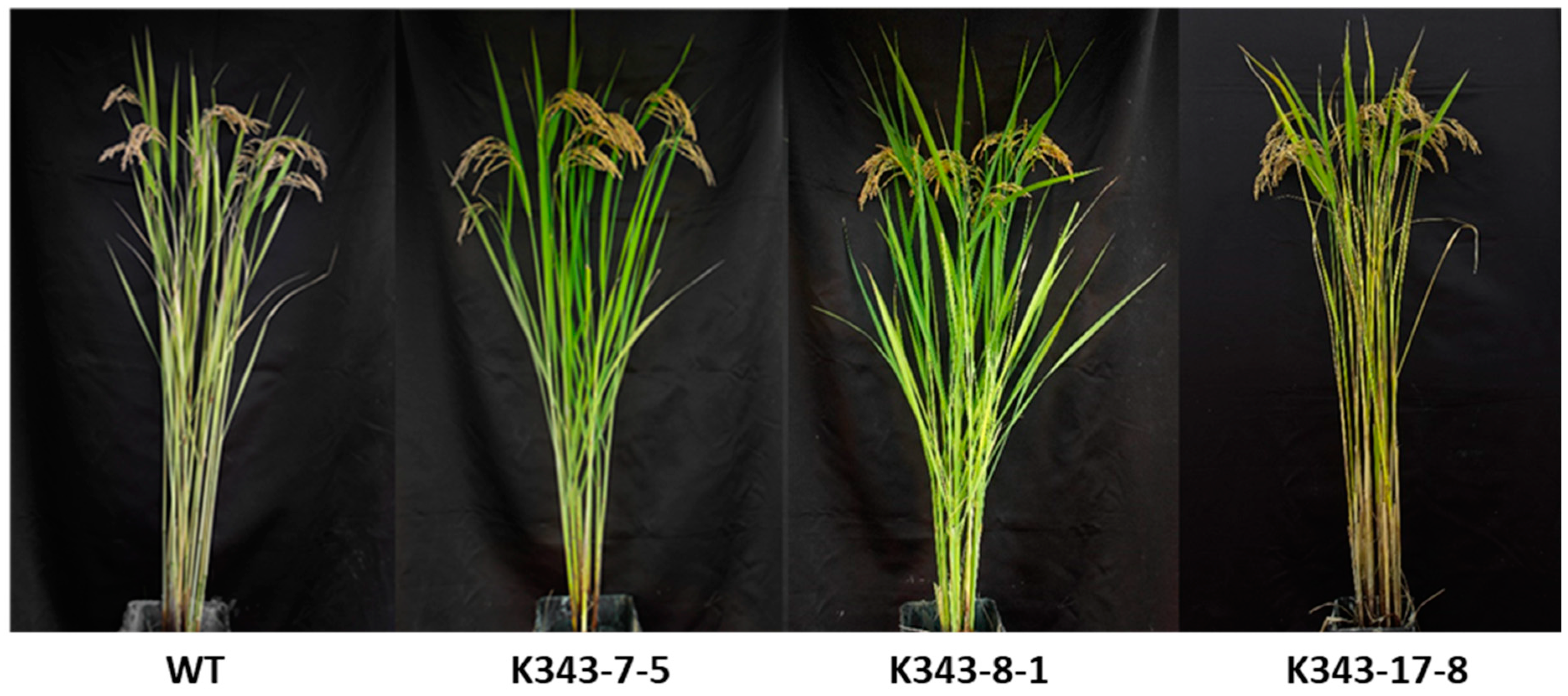 Ijms 24 05338 g016 Ijms 24 05338 g016