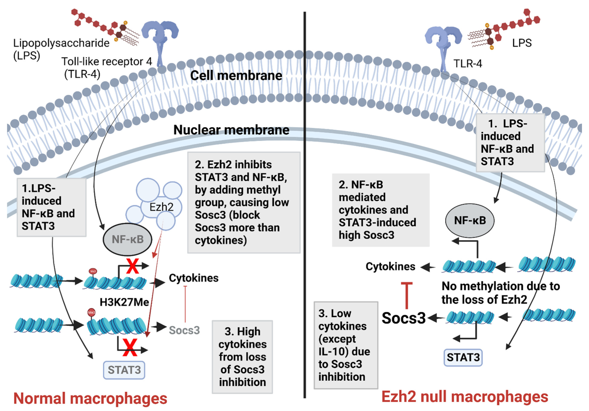 Ijms 24 05363 g006 Ijms 24 05363 g006