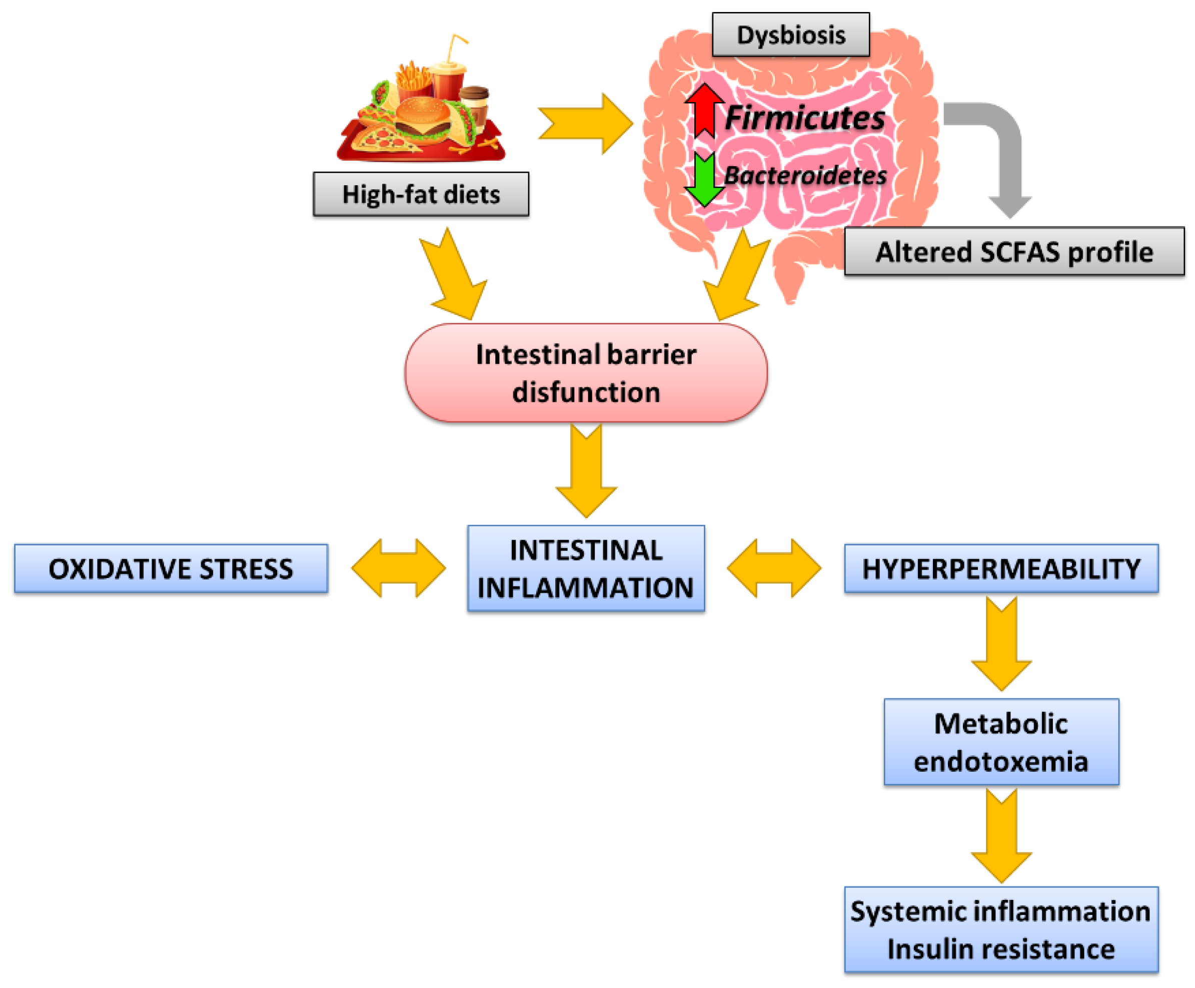 Ijms Free Full Text Proanthocyanidins Impact On Gut Microbiota And