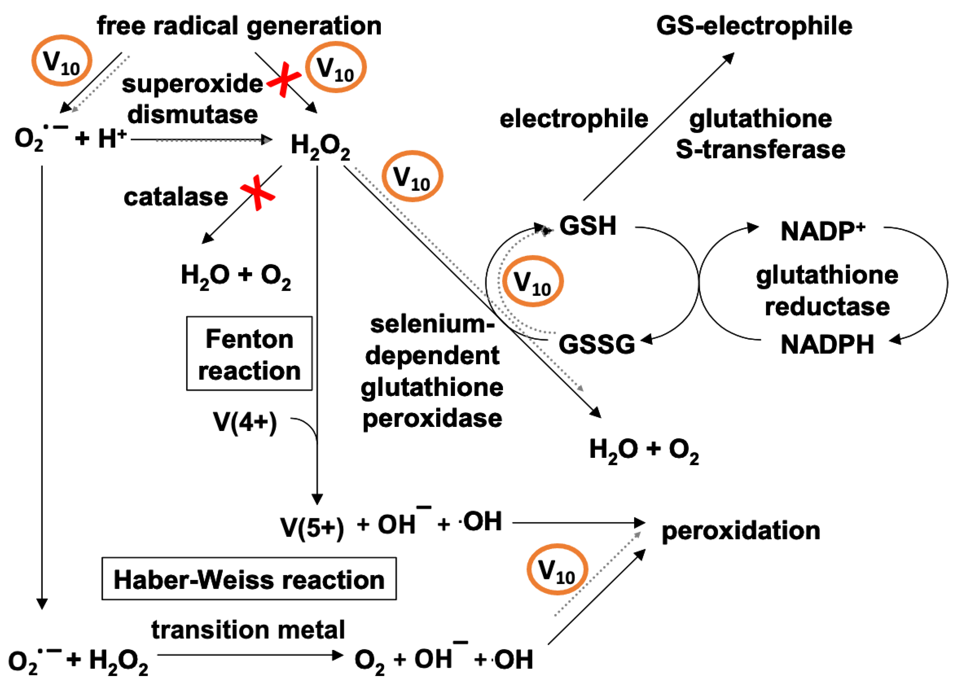 Ijms 24 05382 g013 Ijms 24 05382 g013