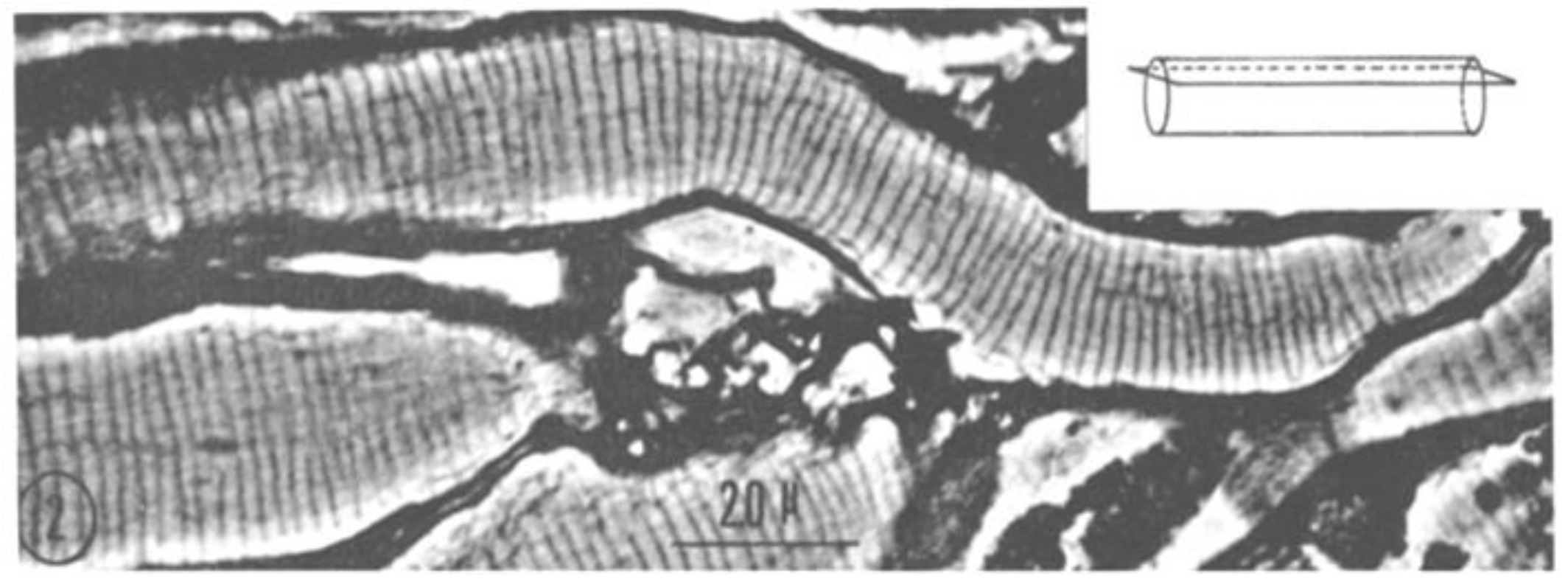 Ijms 24 05385 g002 Ijms 24 05385 g002