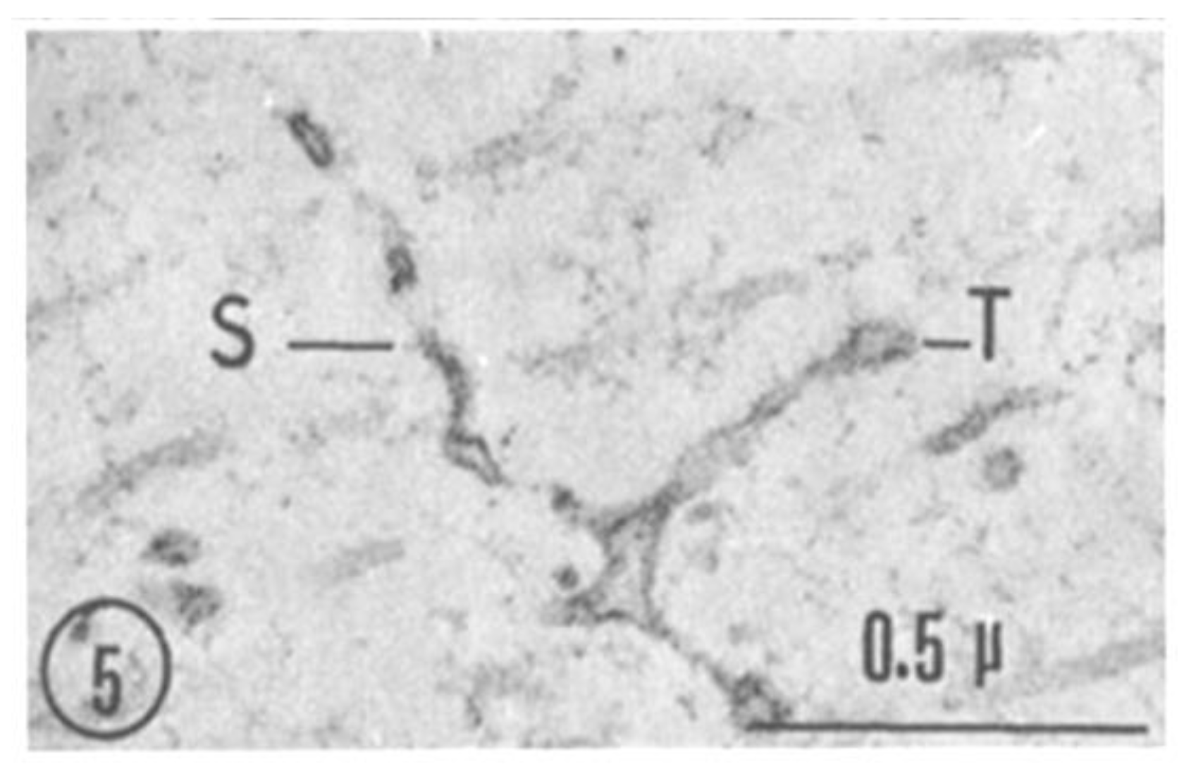 Ijms 24 05385 g005 Ijms 24 05385 g005