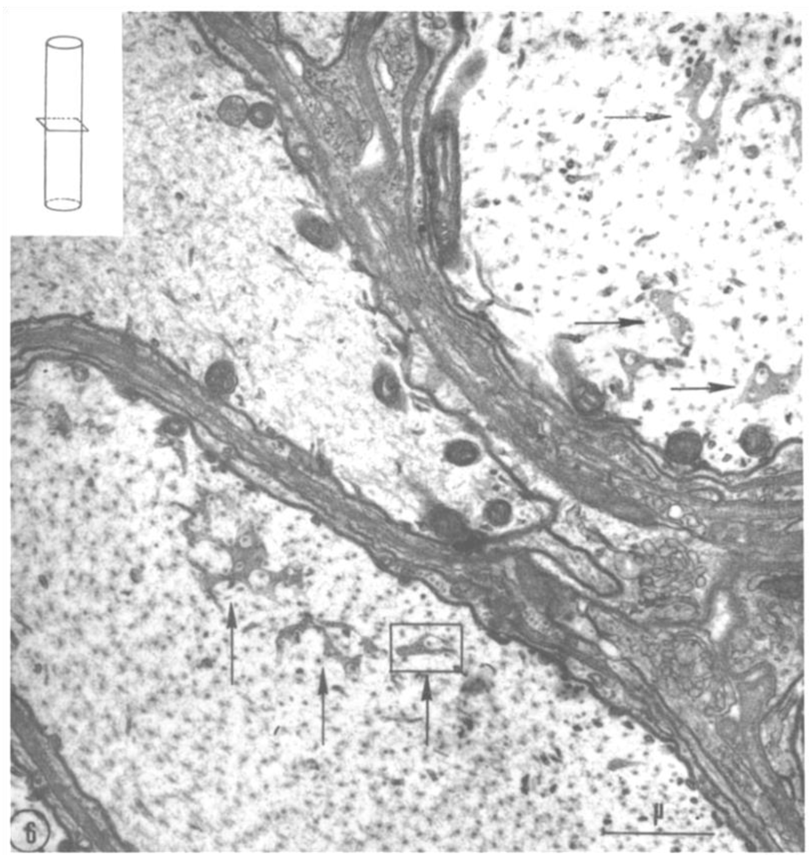 Ijms 24 05385 g006 Ijms 24 05385 g006