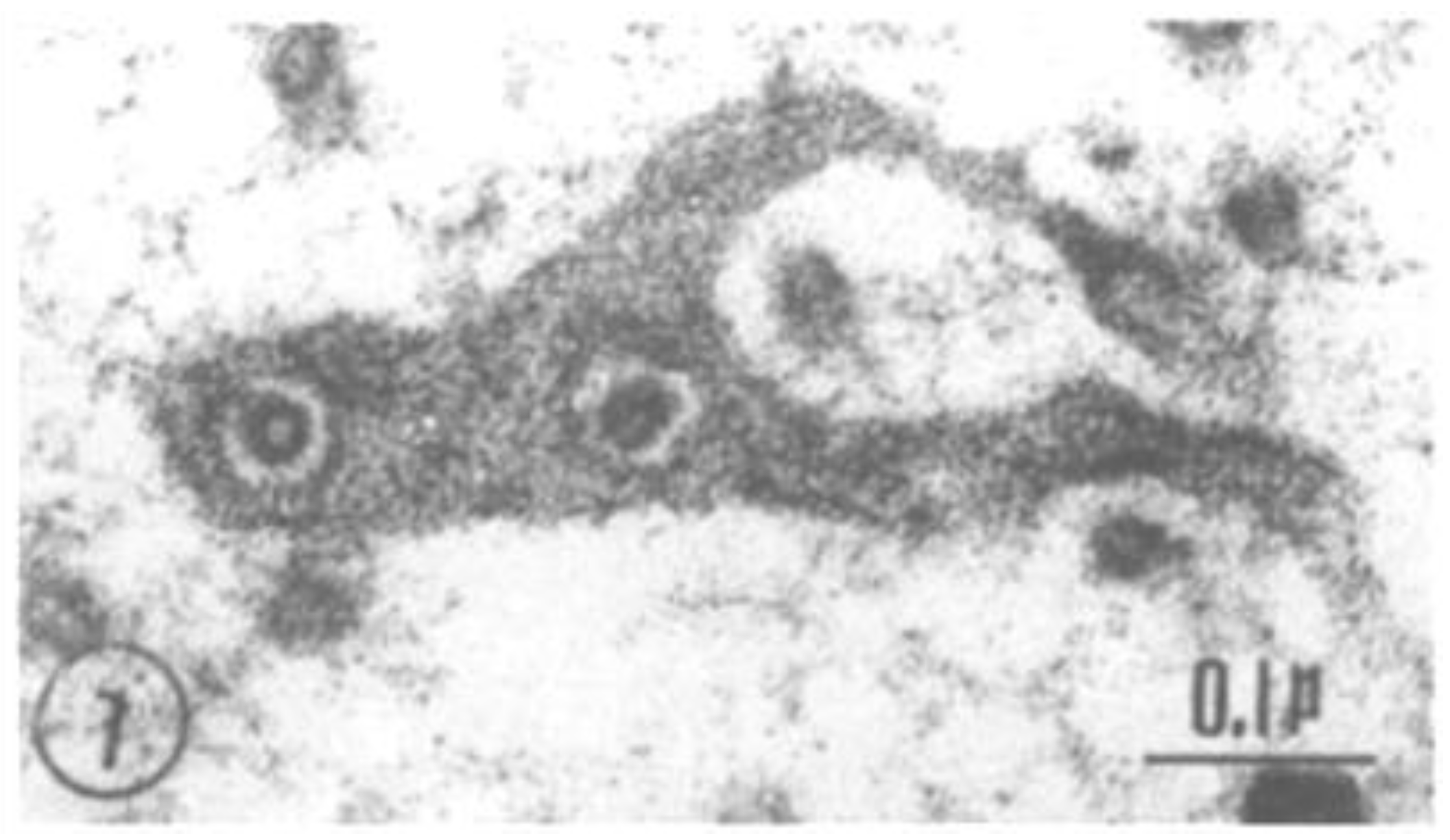 Ijms 24 05385 g007 Ijms 24 05385 g007