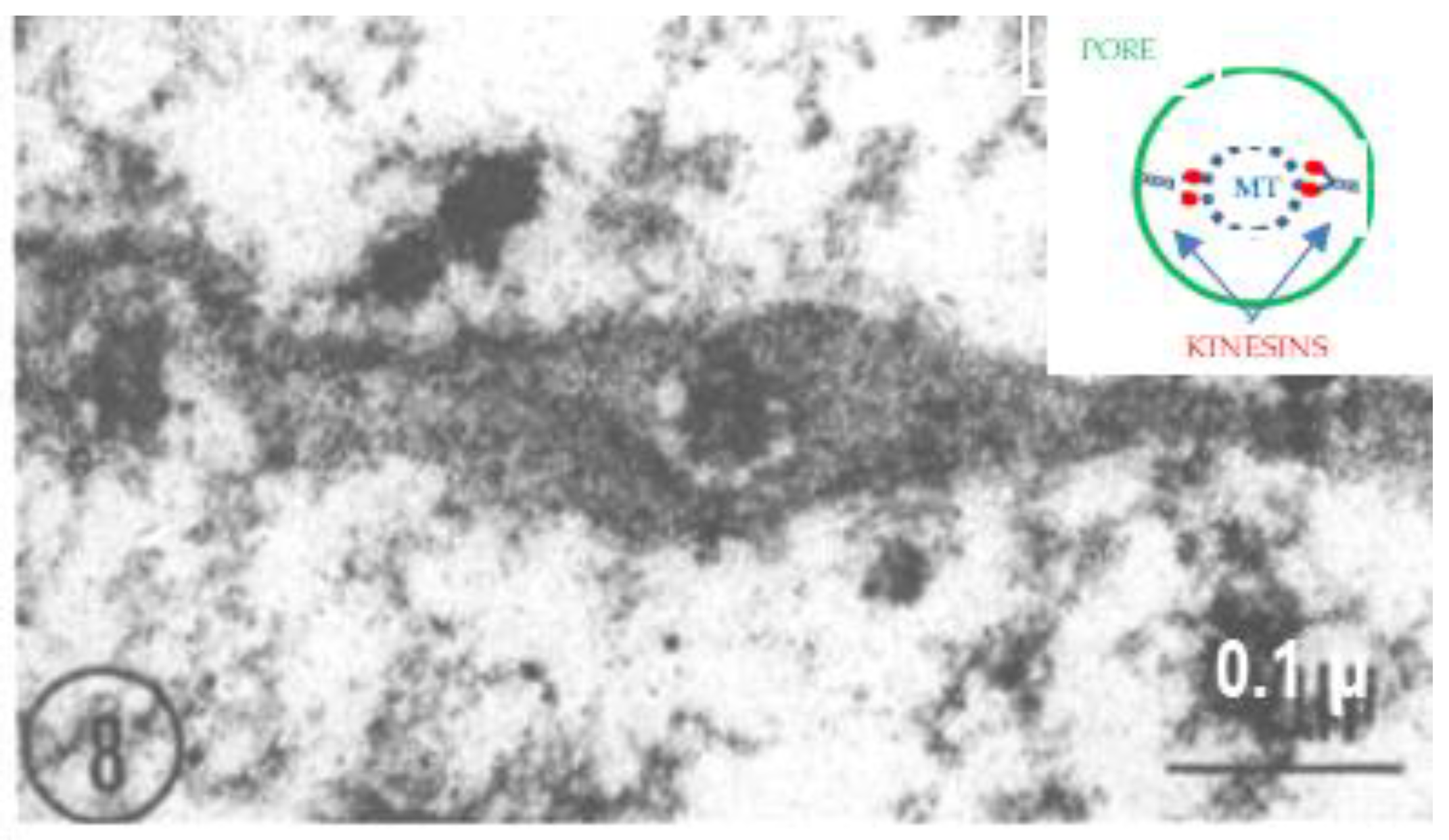 Ijms 24 05385 g008 Ijms 24 05385 g008