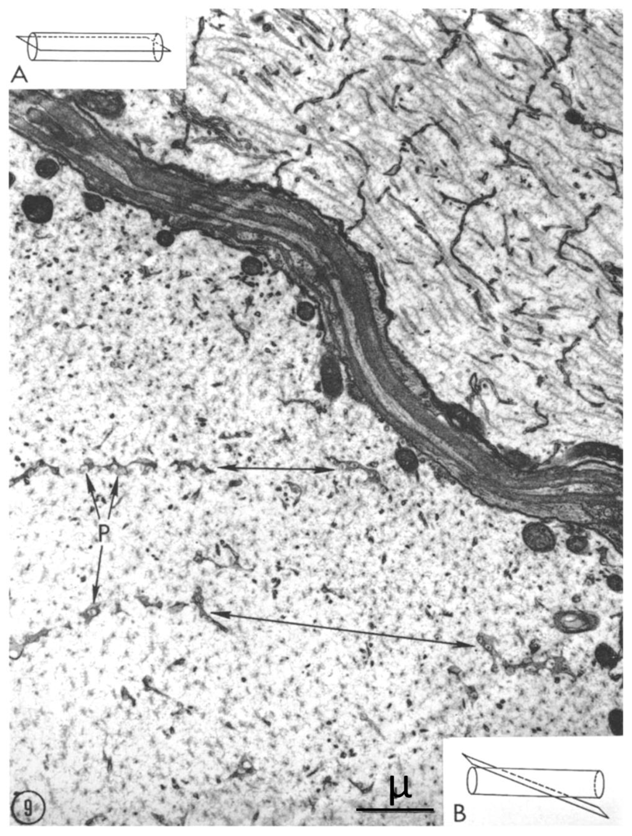 Ijms 24 05385 g009 Ijms 24 05385 g009