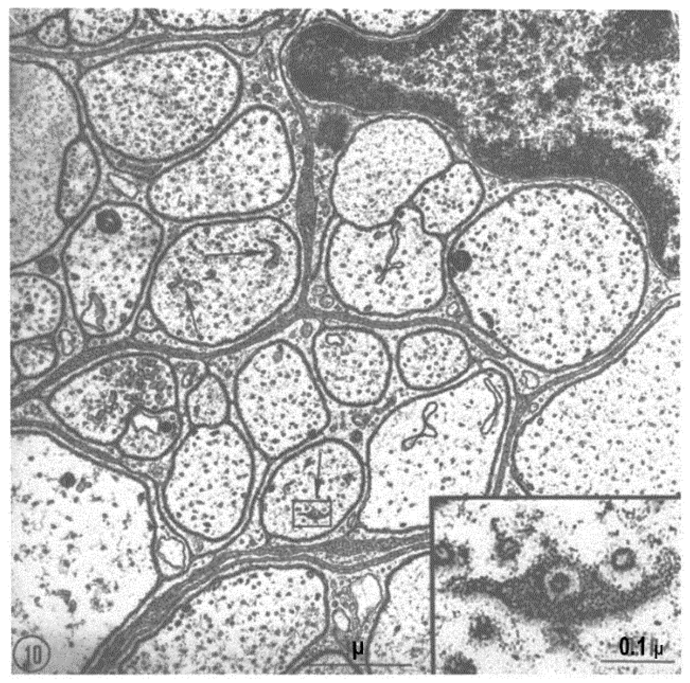 Ijms 24 05385 g010 Ijms 24 05385 g010