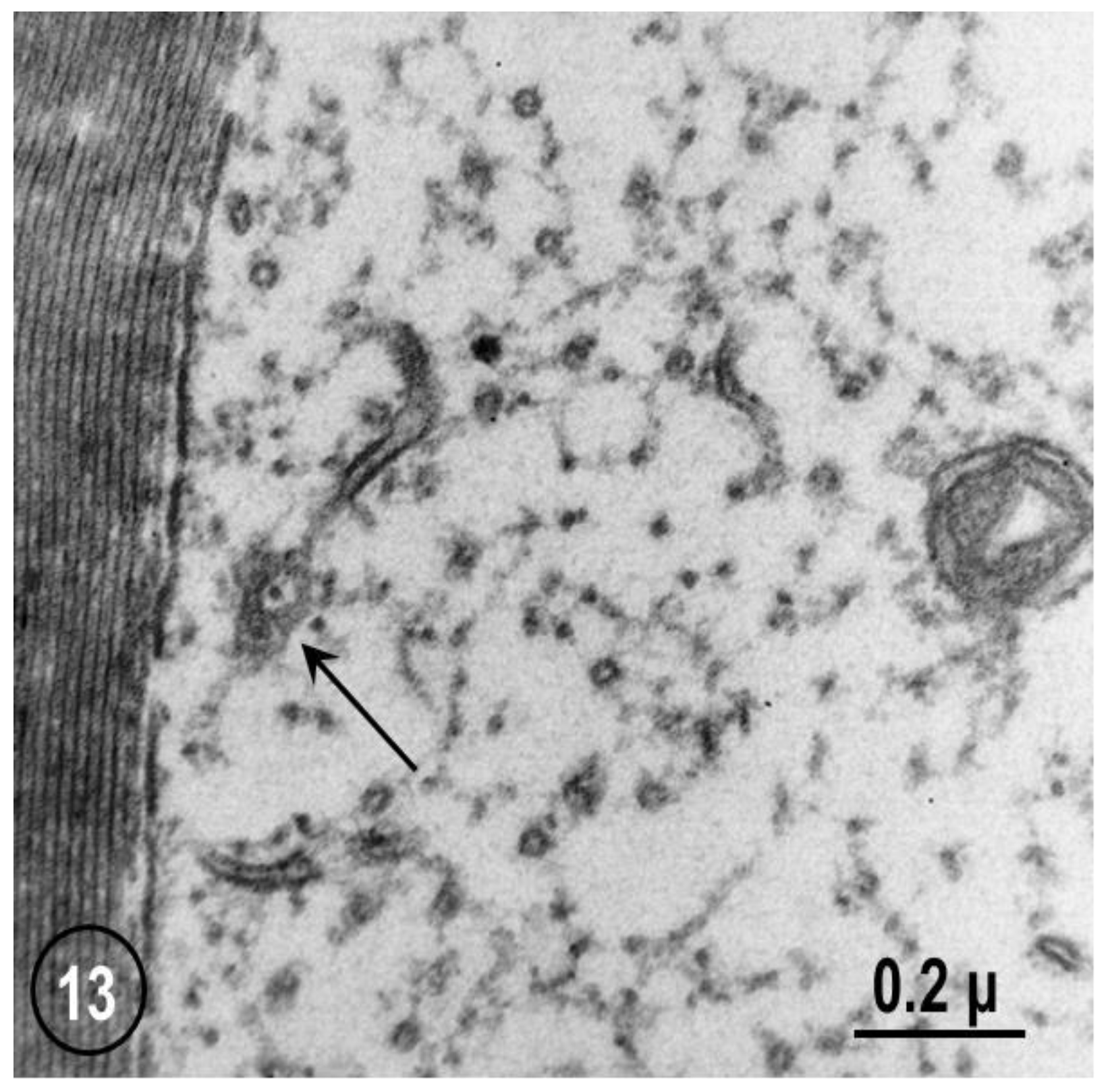 Ijms 24 05385 g013 Ijms 24 05385 g013