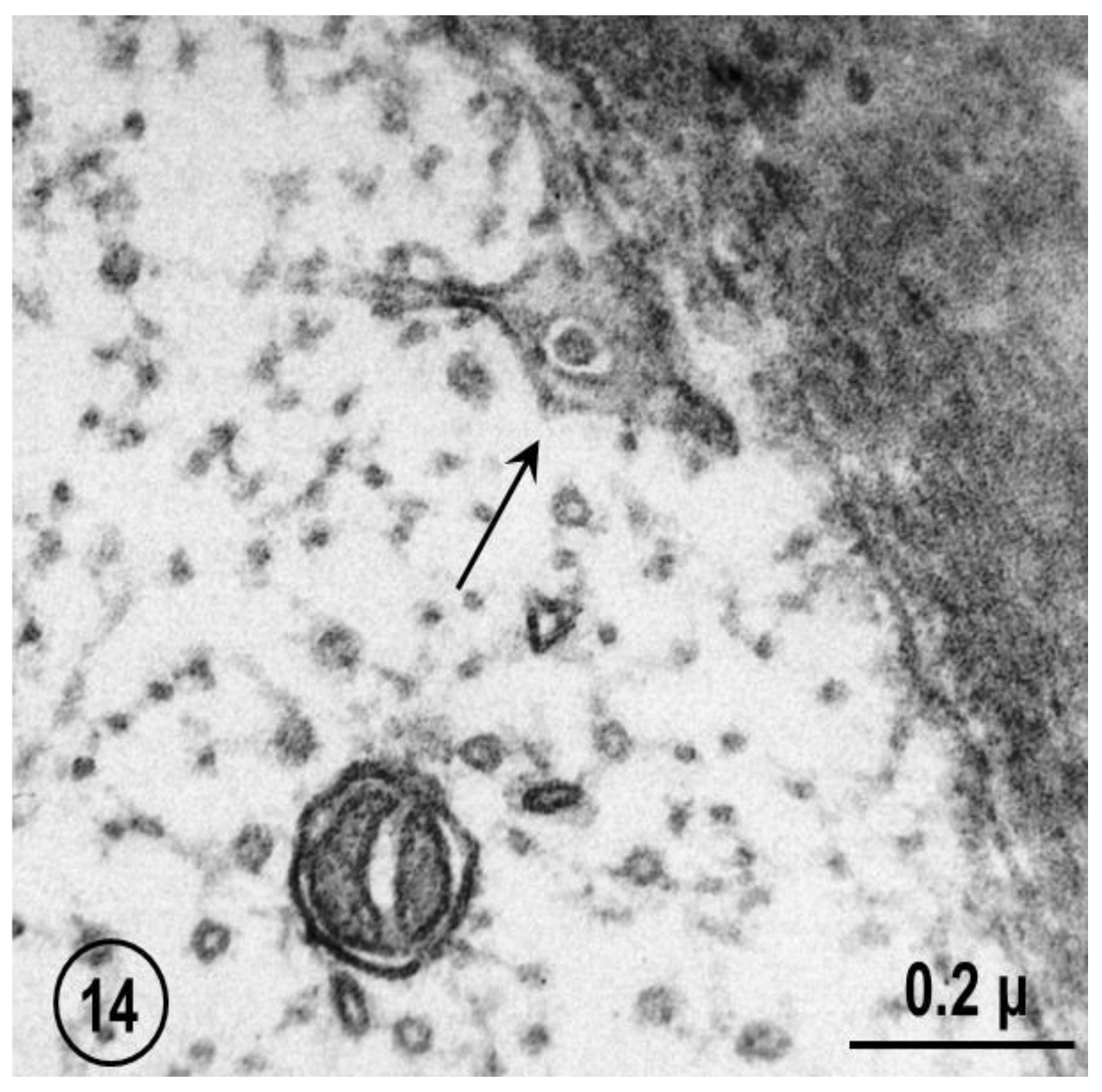 Ijms 24 05385 g014 Ijms 24 05385 g014