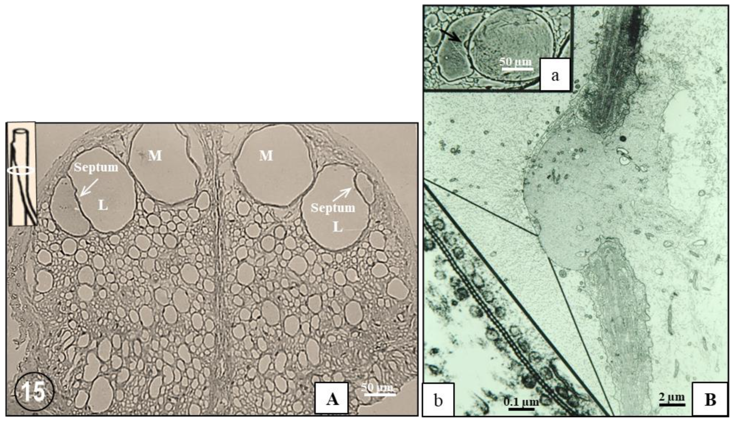 Ijms 24 05385 g015 Ijms 24 05385 g015