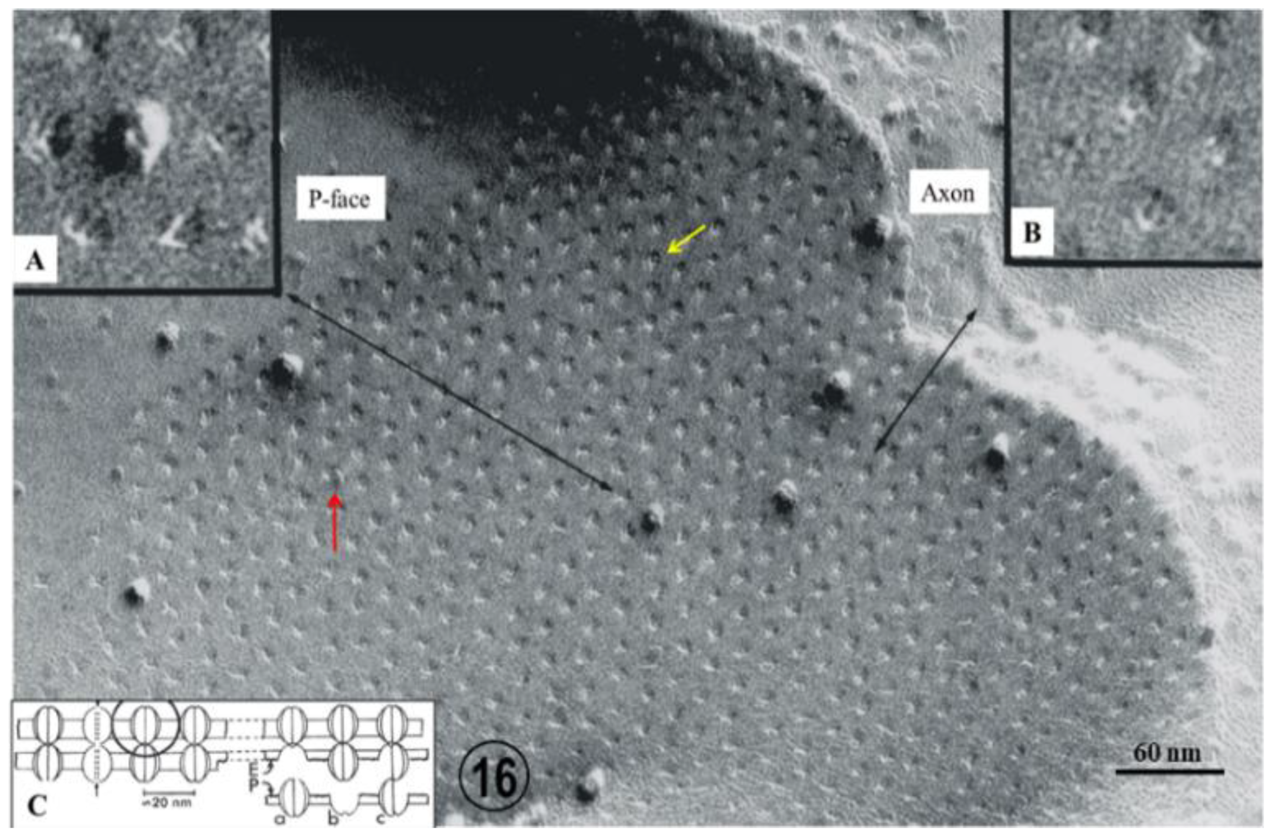 Ijms 24 05385 g016 Ijms 24 05385 g016