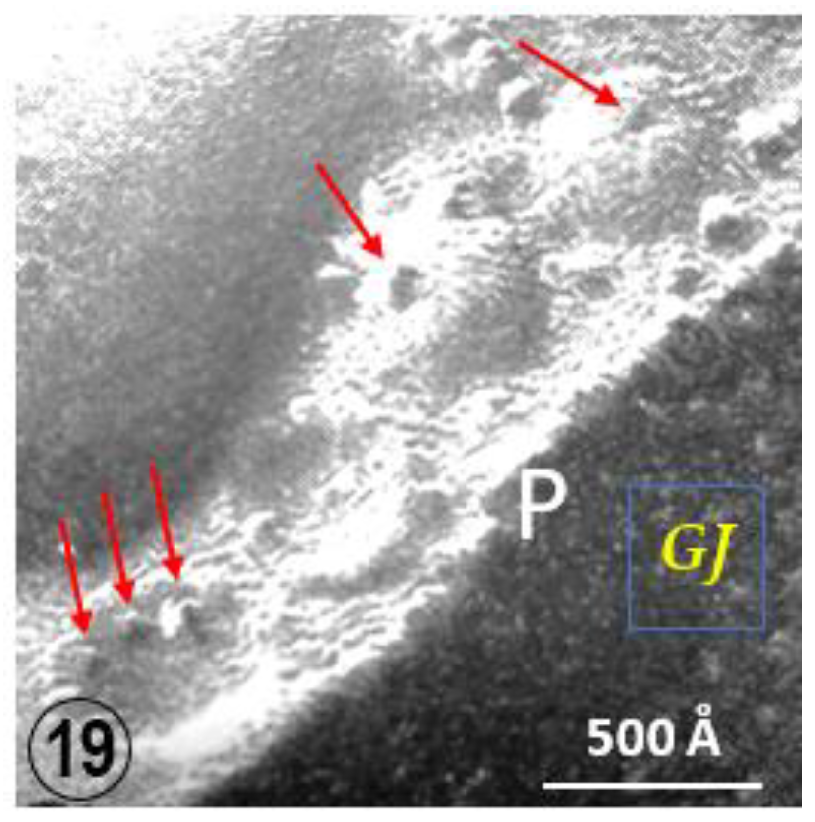 Ijms 24 05385 g019 Ijms 24 05385 g019