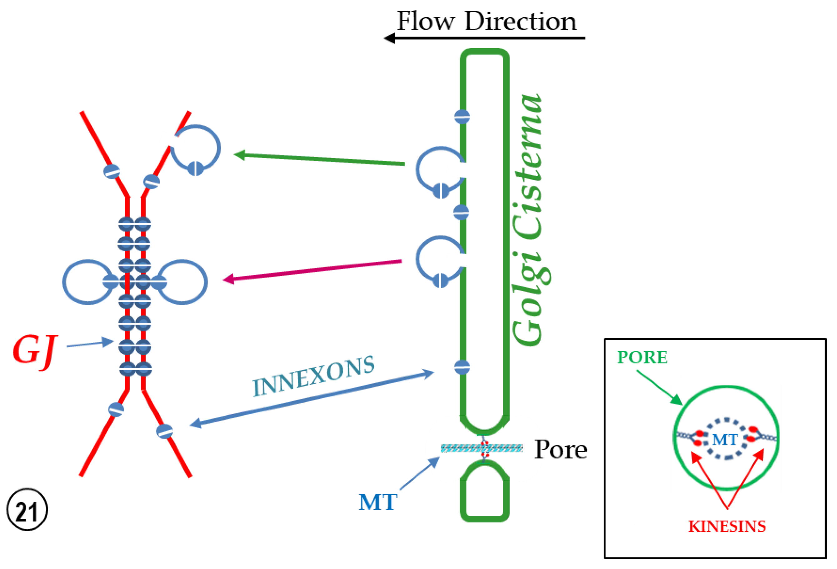 Ijms 24 05385 g021 Ijms 24 05385 g021