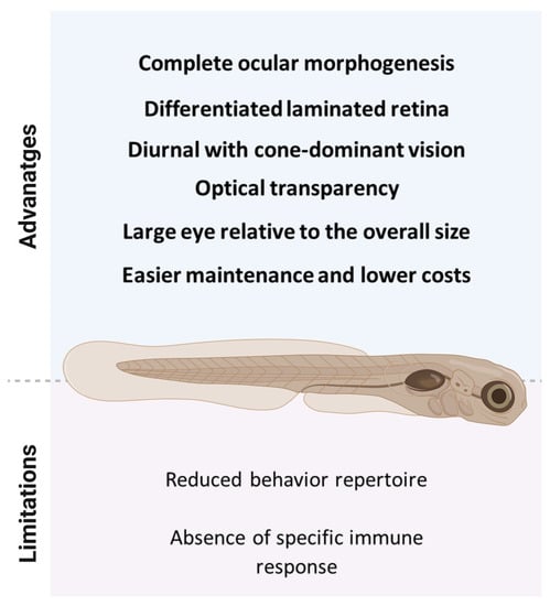 IJMS | Free Full-Text | An Overview towards Zebrafish Larvae as a