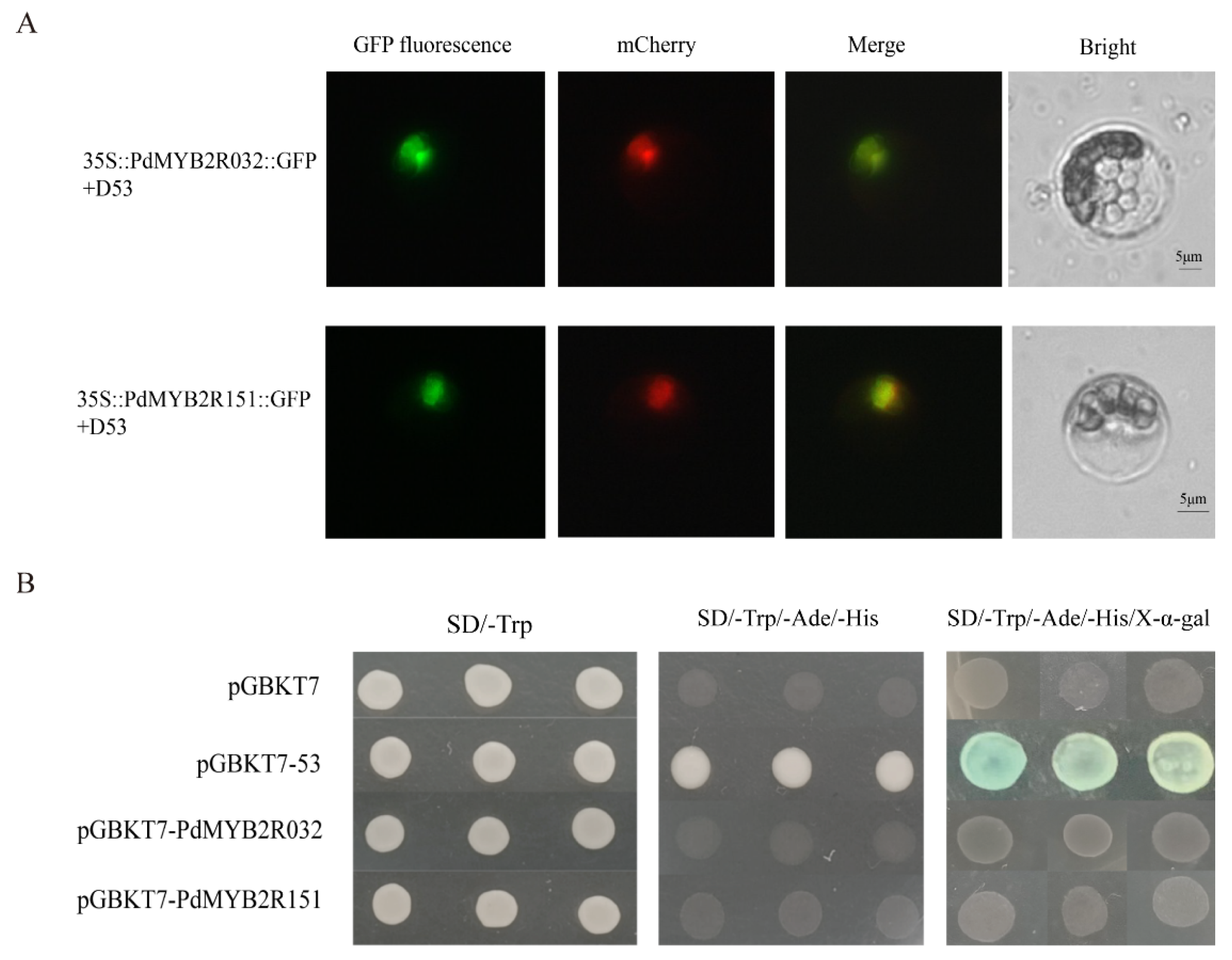 Ijms 24 05389 g008 Ijms 24 05389 g008