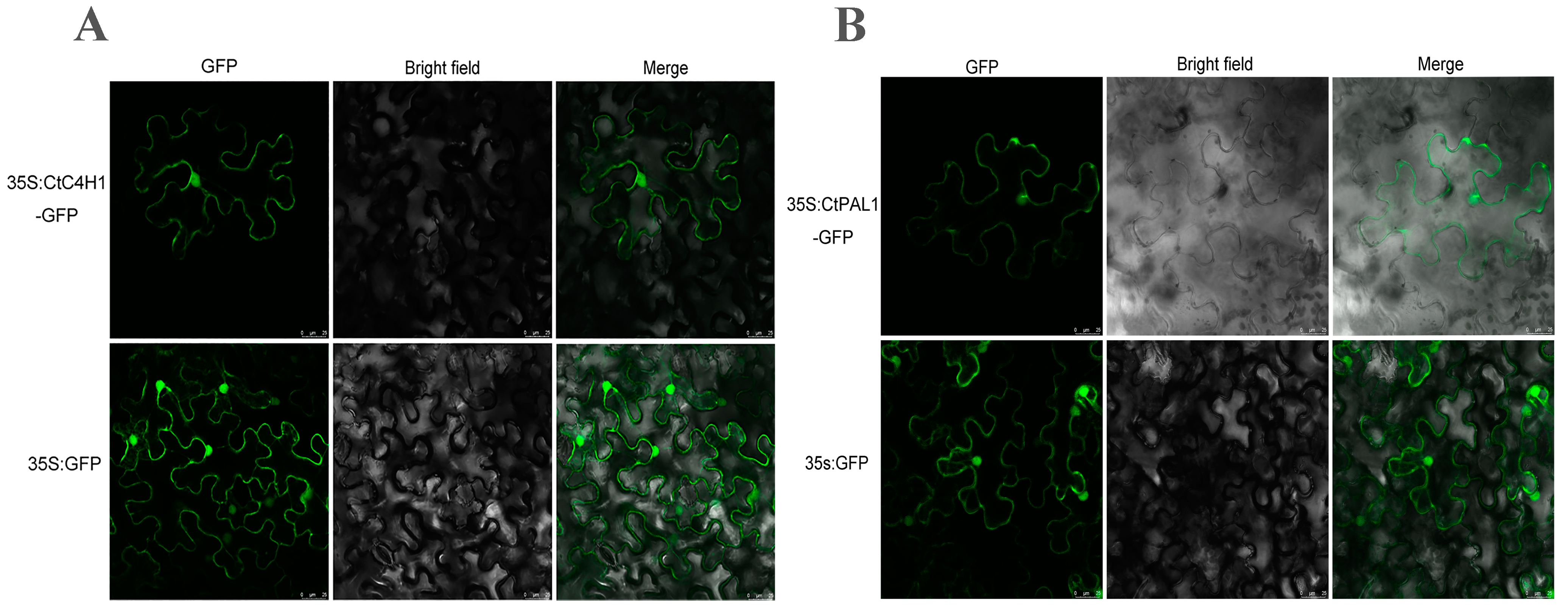 Ijms 24 05393 g005 Ijms 24 05393 g005