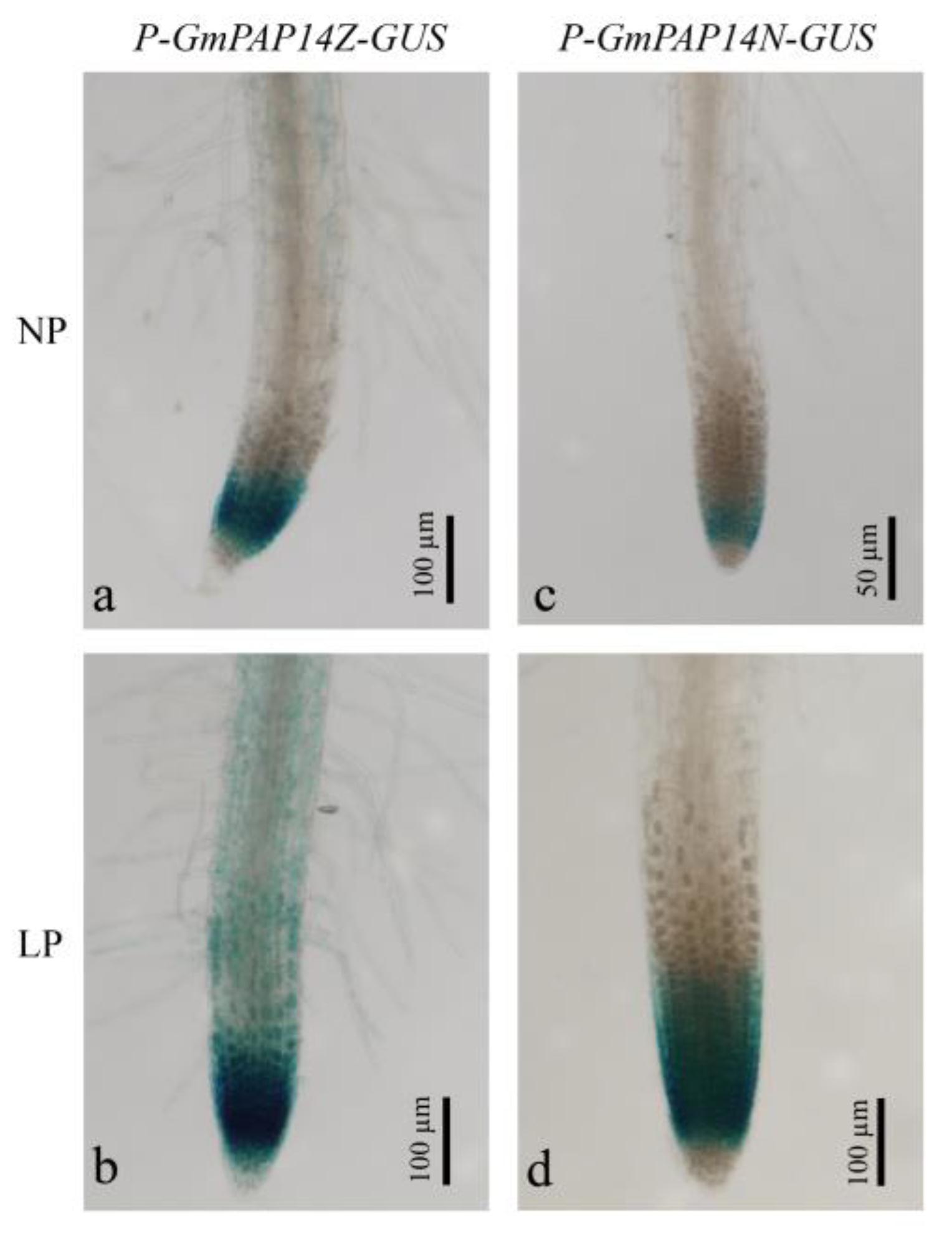 Ijms 24 05398 g002 Ijms 24 05398 g002