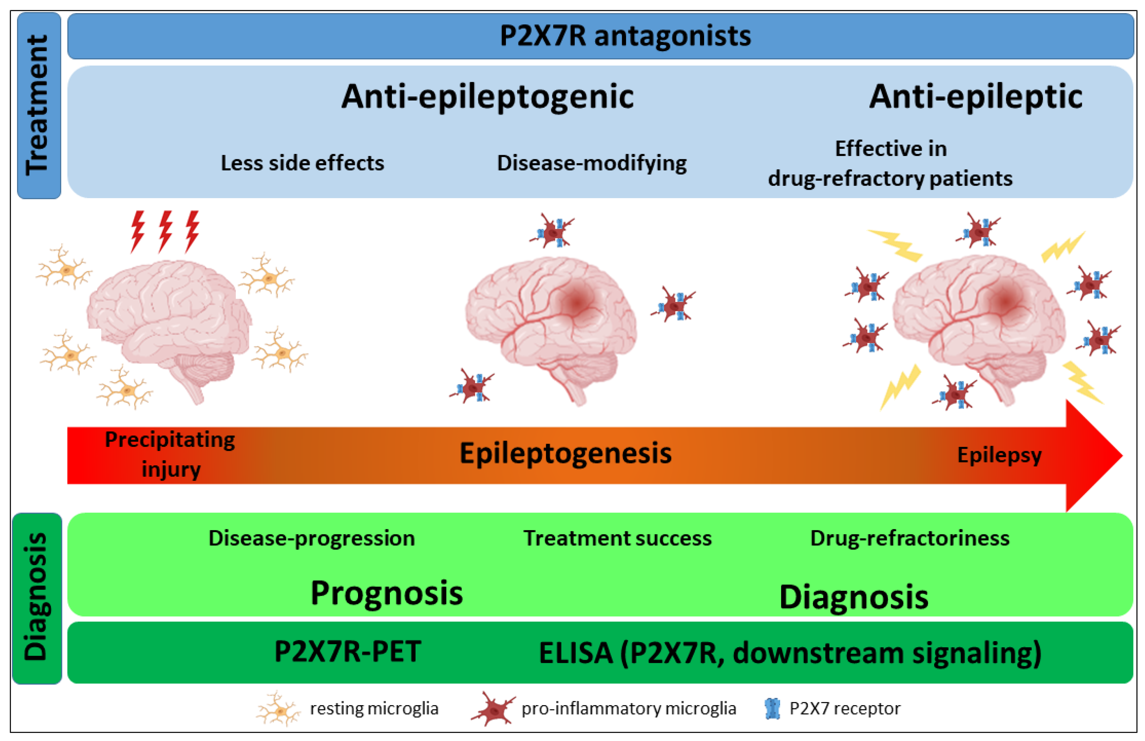 IJMS Free Full Text The P2X7 Receptor as a Mechanistic