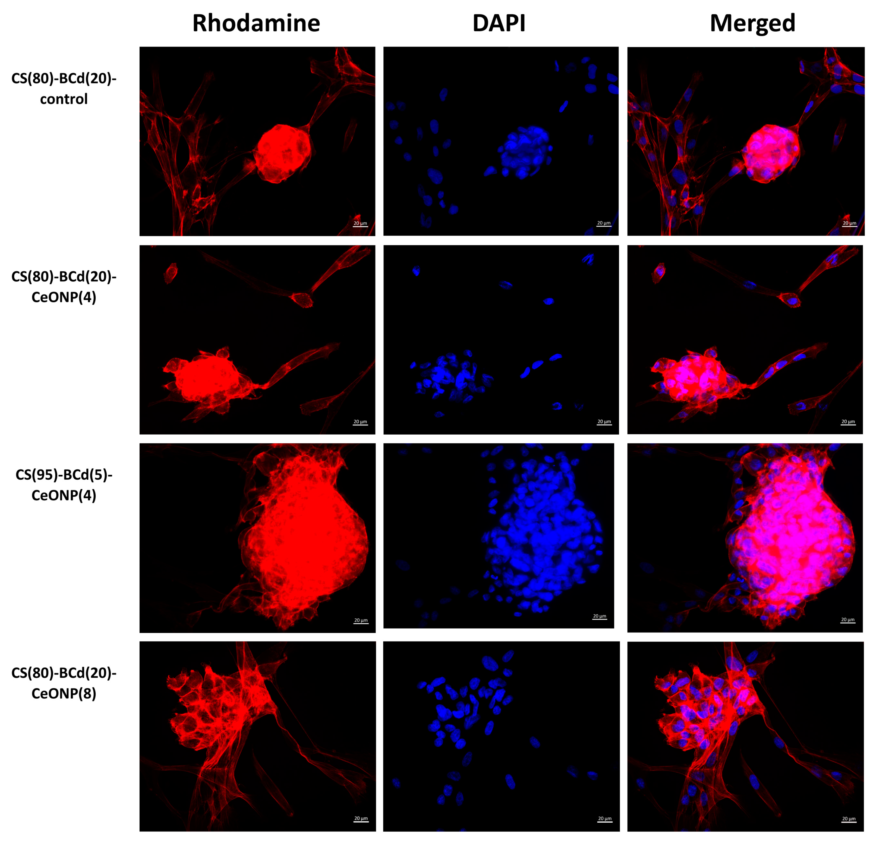 Ijms 24 05415 g010 Ijms 24 05415 g010