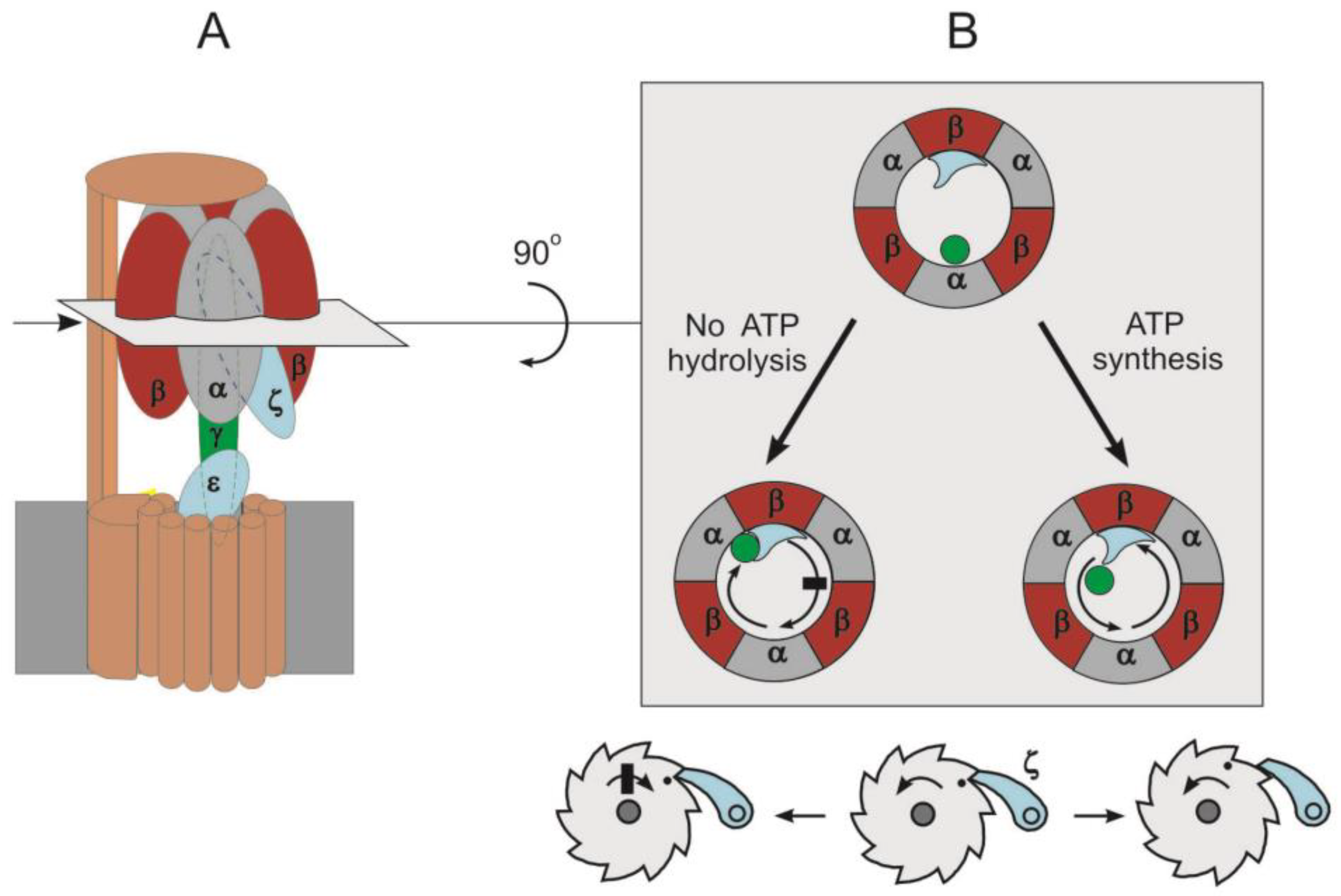 IJMS | Free Full-Text | F1&middot;Fo ATP Synthase/ATPase: Contemporary View  on Unidirectional Catalysis