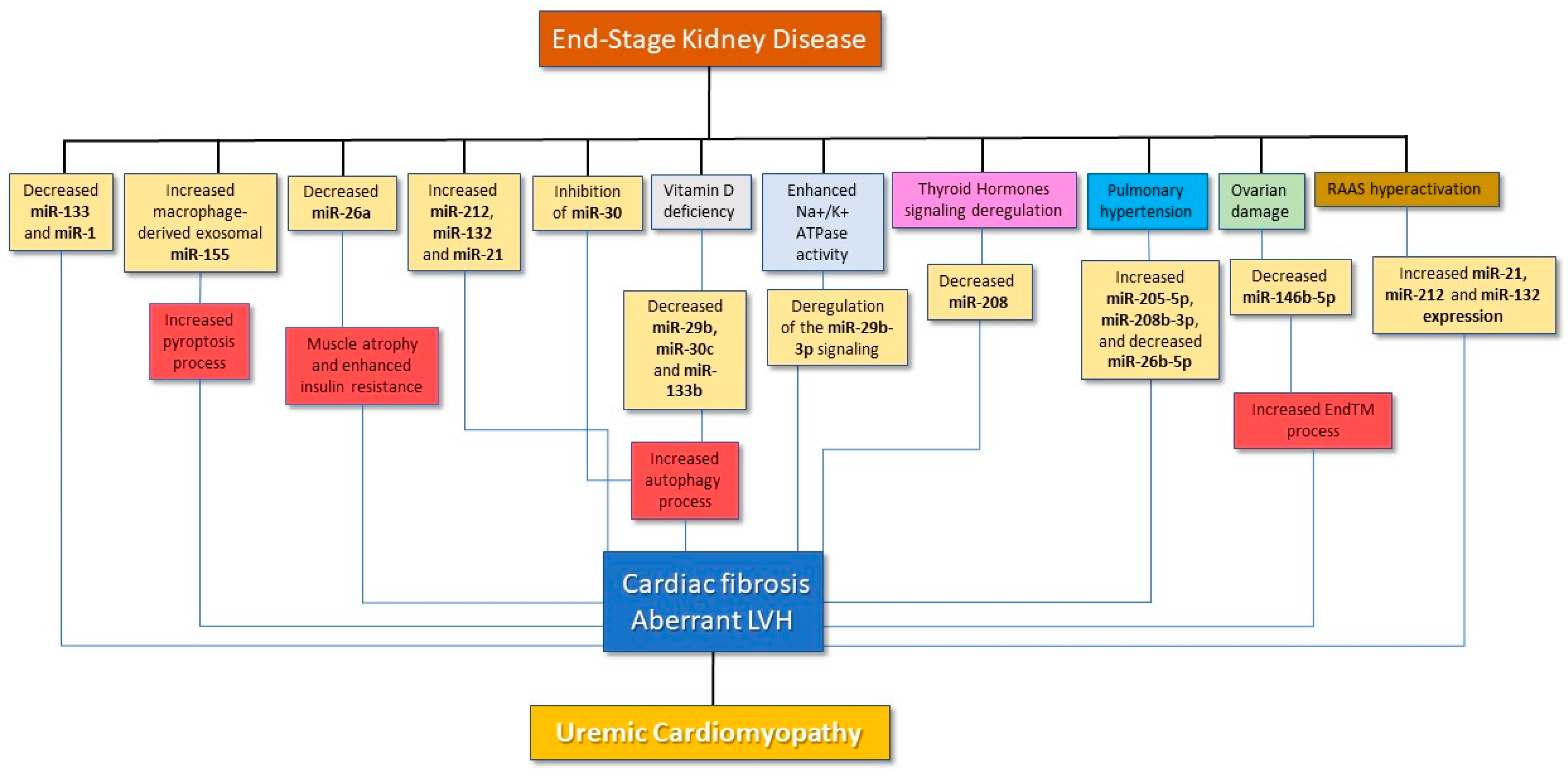 MicroRNAs as theranostic markers in cardiac allograft transplantation: from  murine models to clinical practice