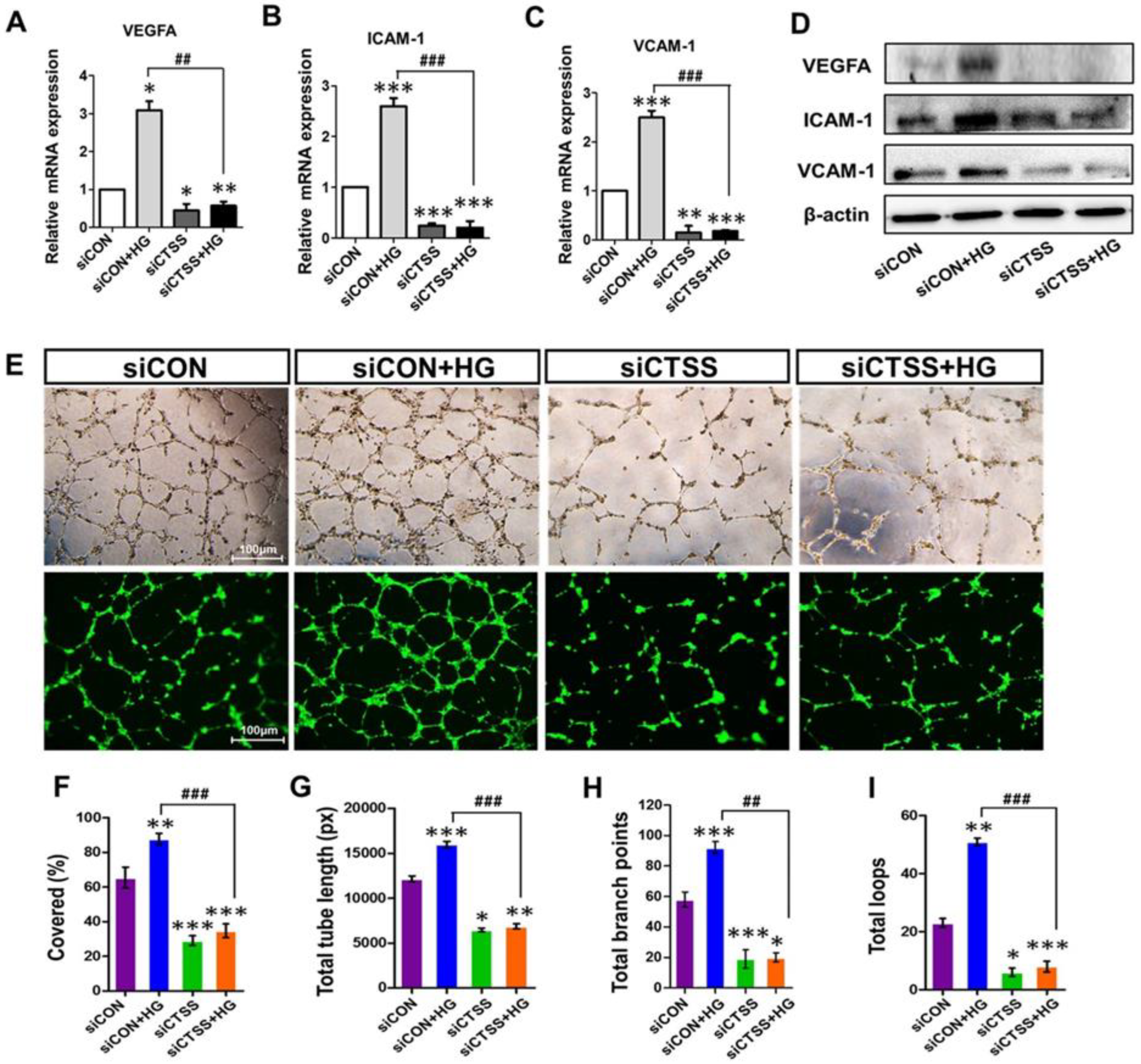 Ijms 24 05428 g003 Ijms 24 05428 g003