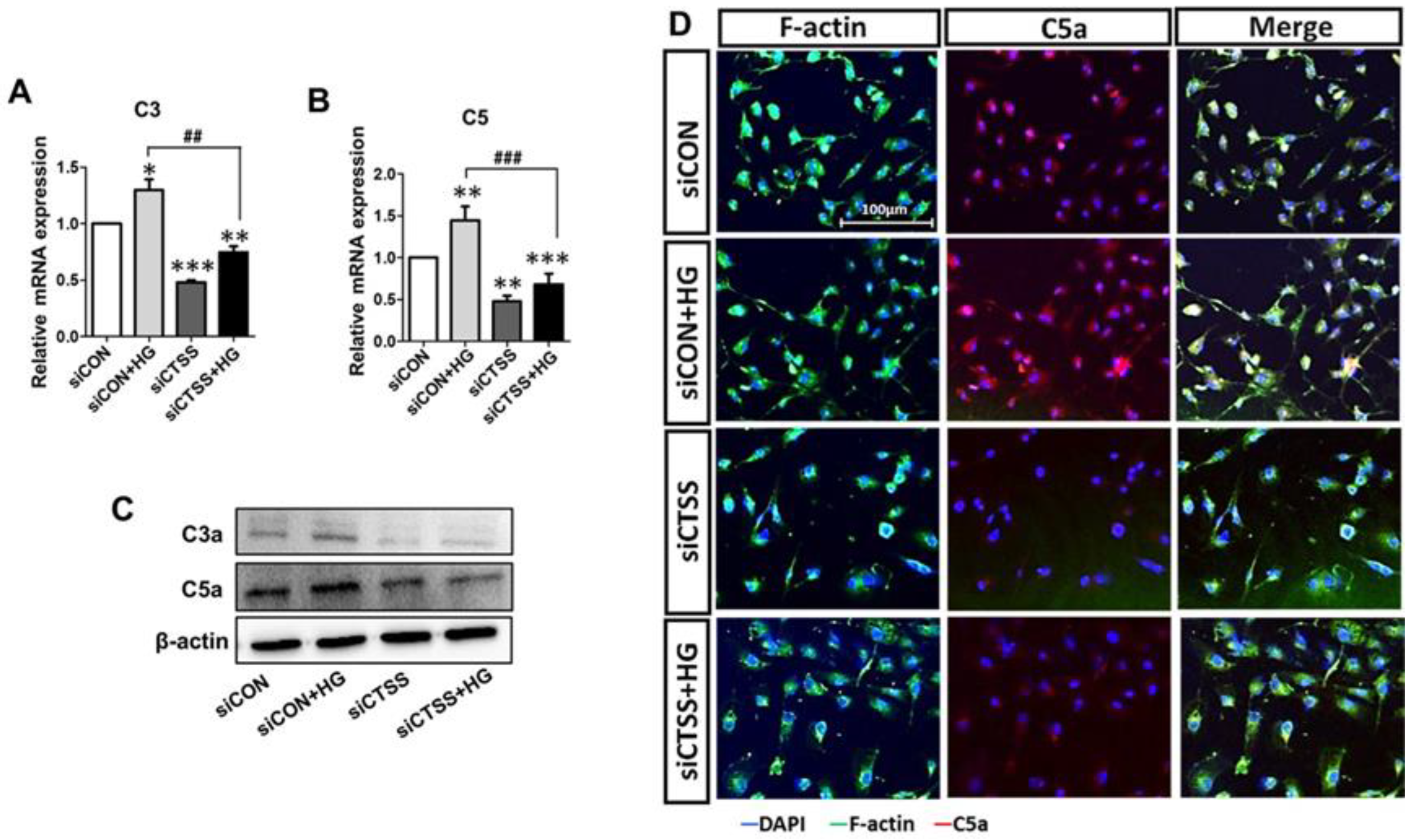 Ijms 24 05428 g004 Ijms 24 05428 g004