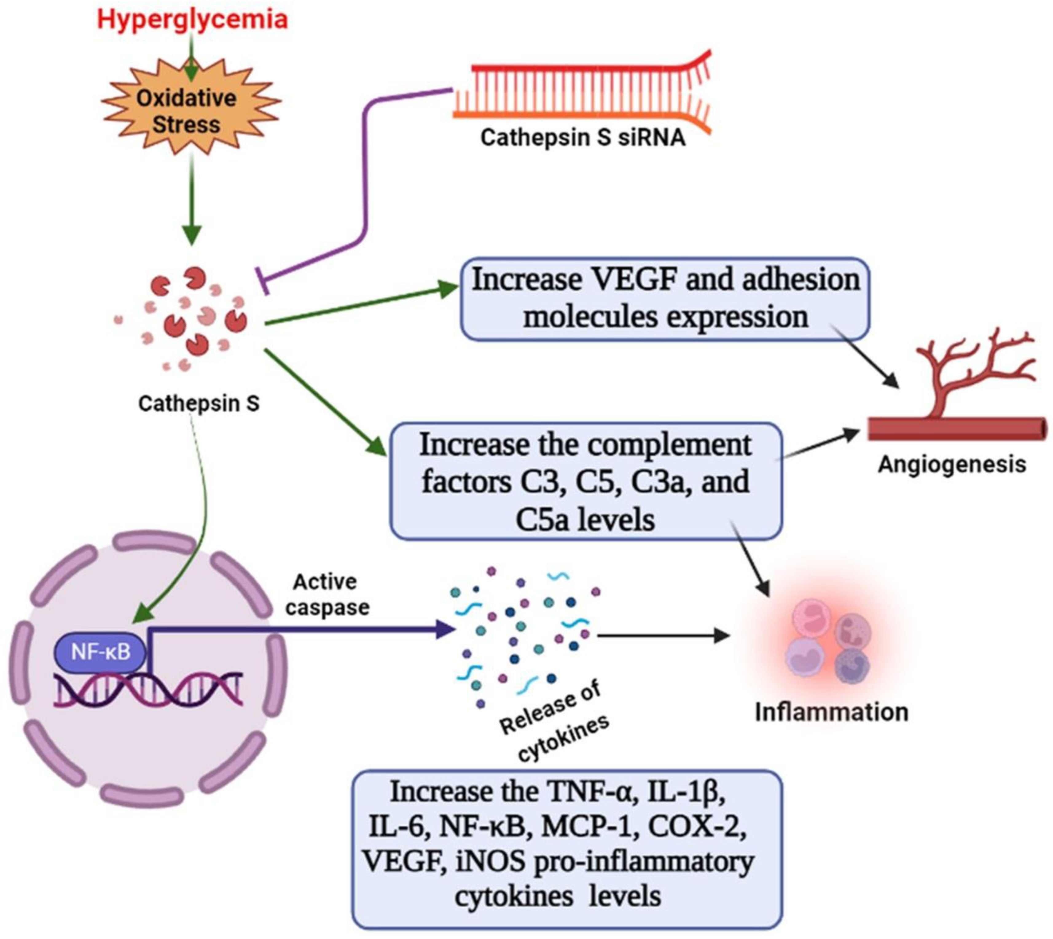 Ijms 24 05428 g005 Ijms 24 05428 g005