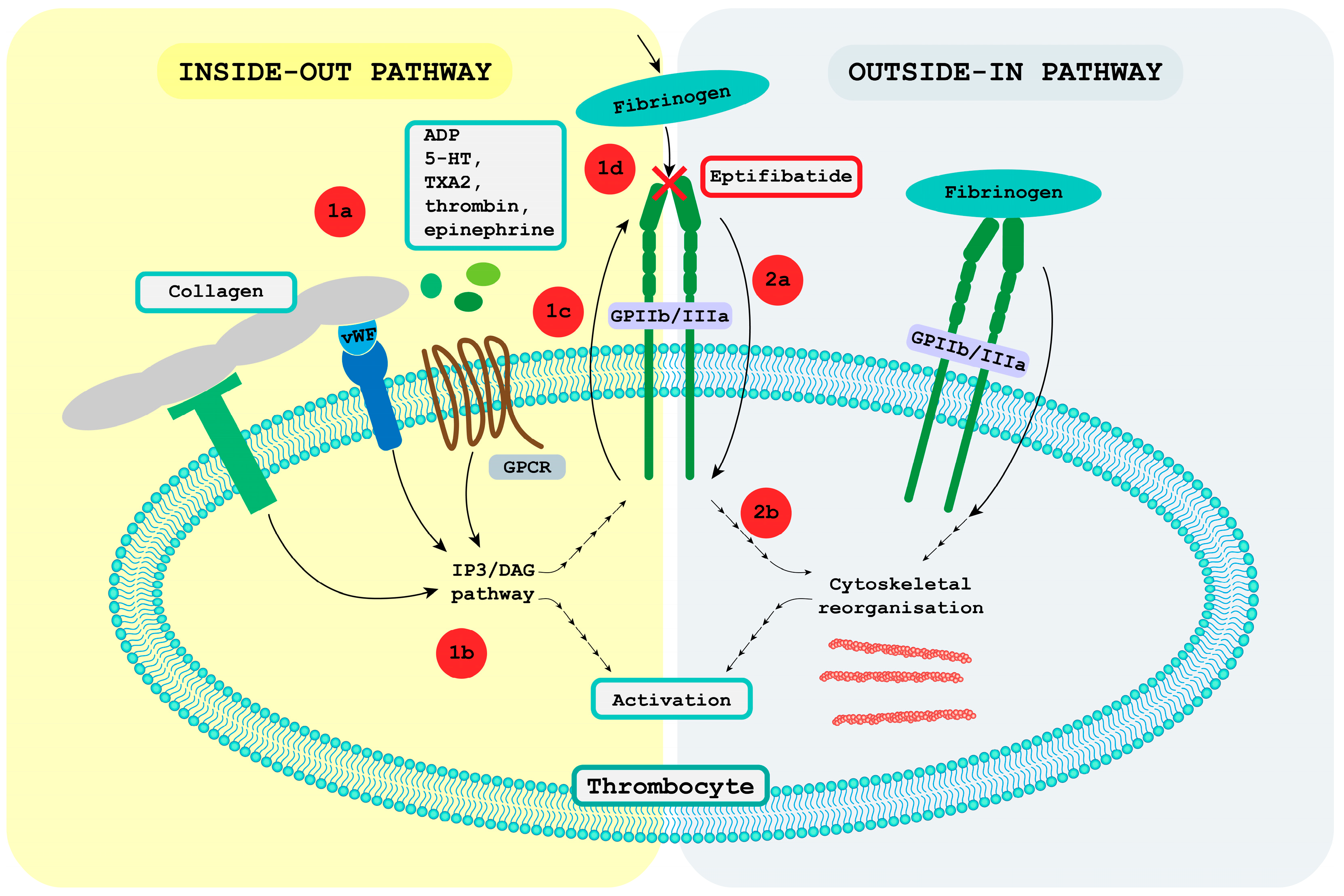 Ijms 24 05446 g001 Ijms 24 05446 g001