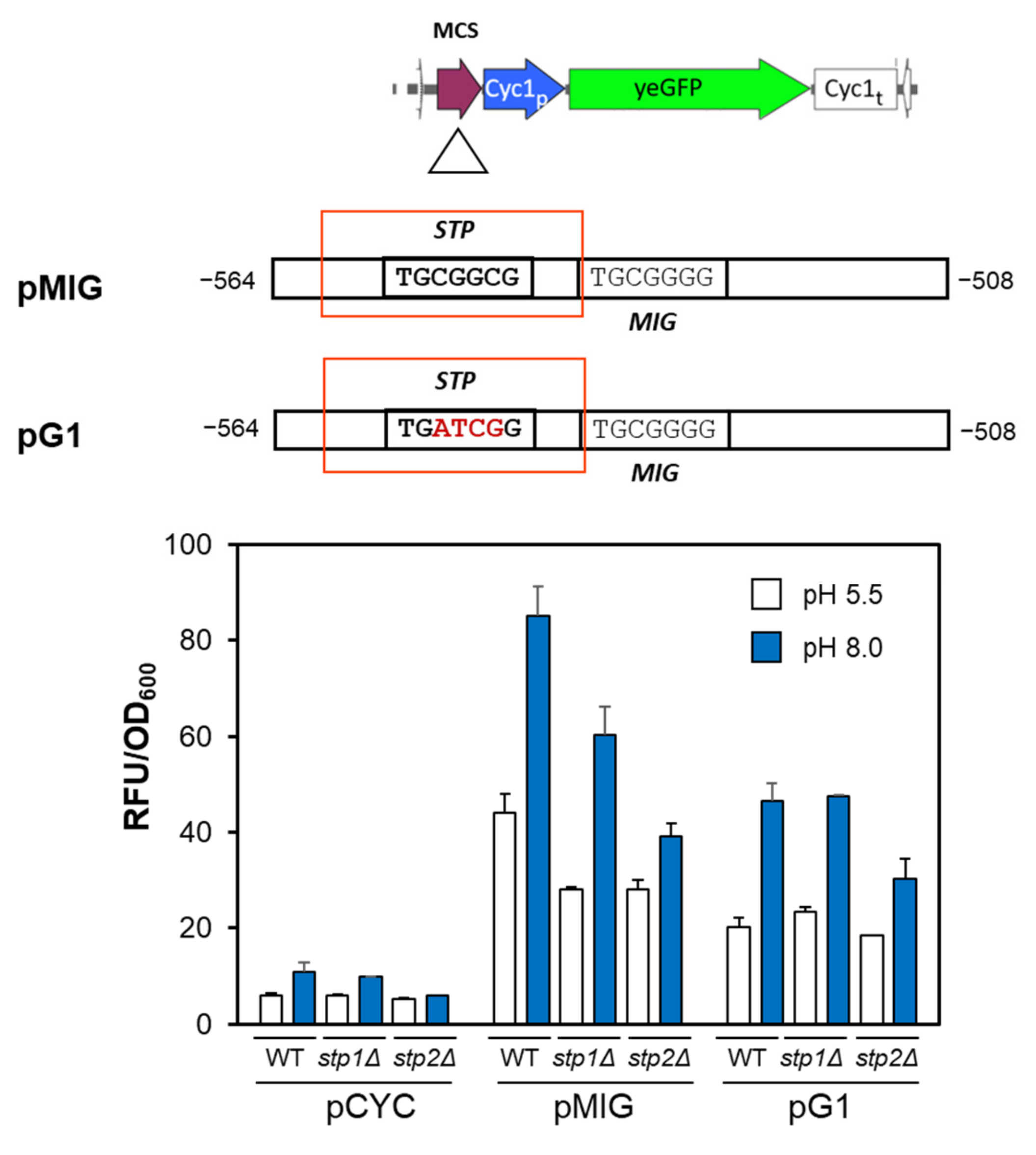 Ijms 24 05548 g002 Ijms 24 05548 g002