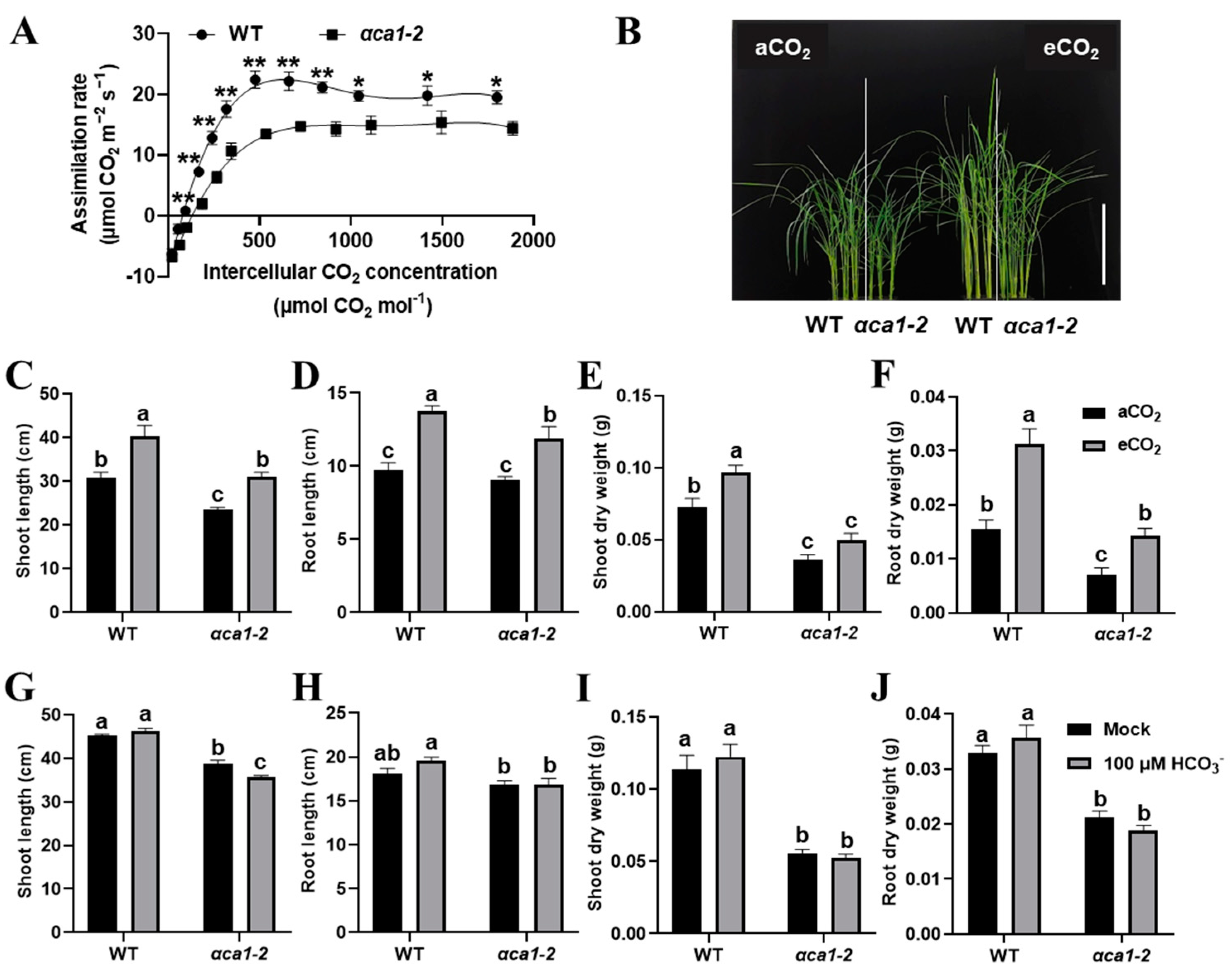 Ijms 24 05560 g007 Ijms 24 05560 g007