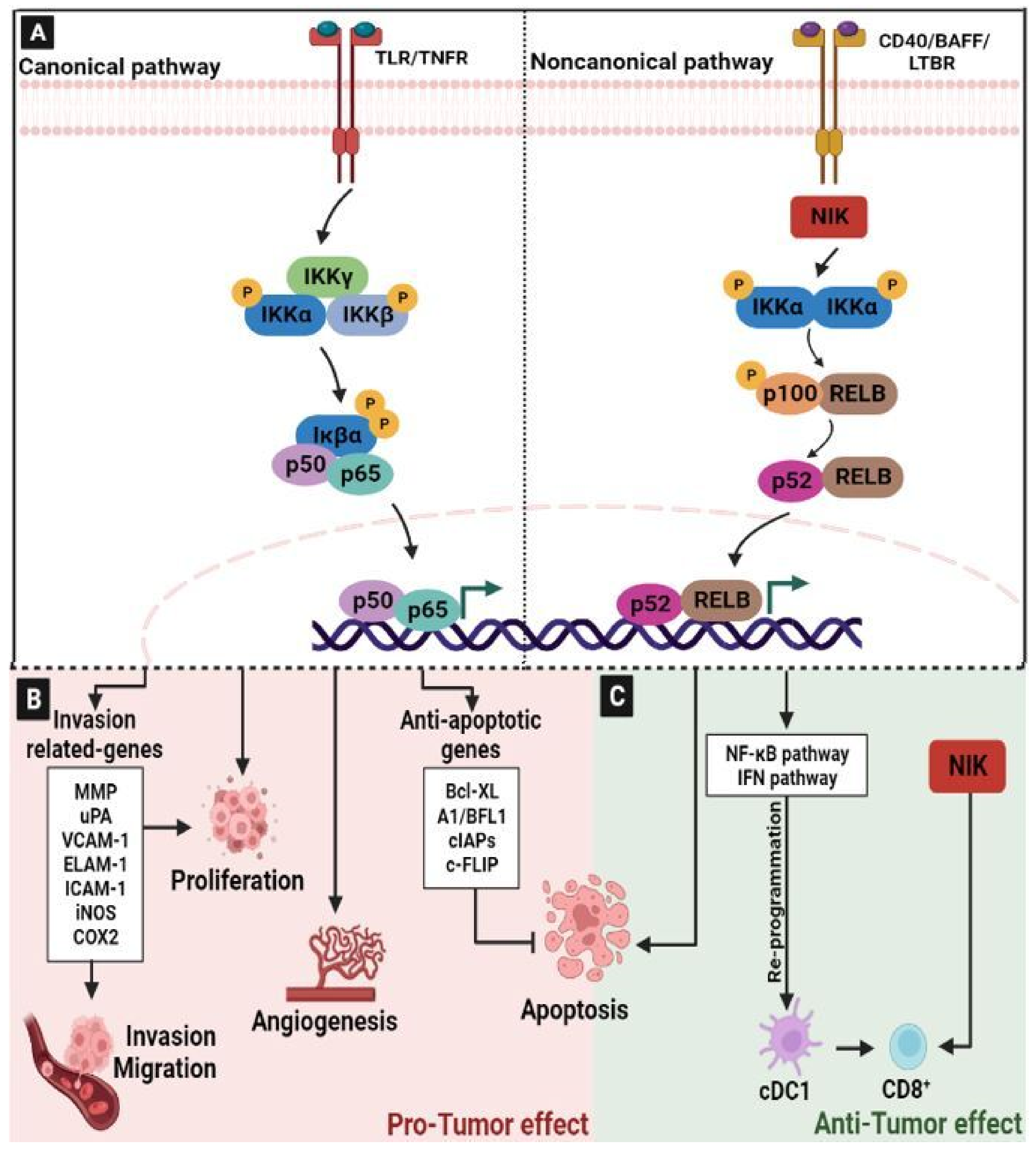 Ijms Free Full Text Interplay Between Signaling Pathways And Tumor