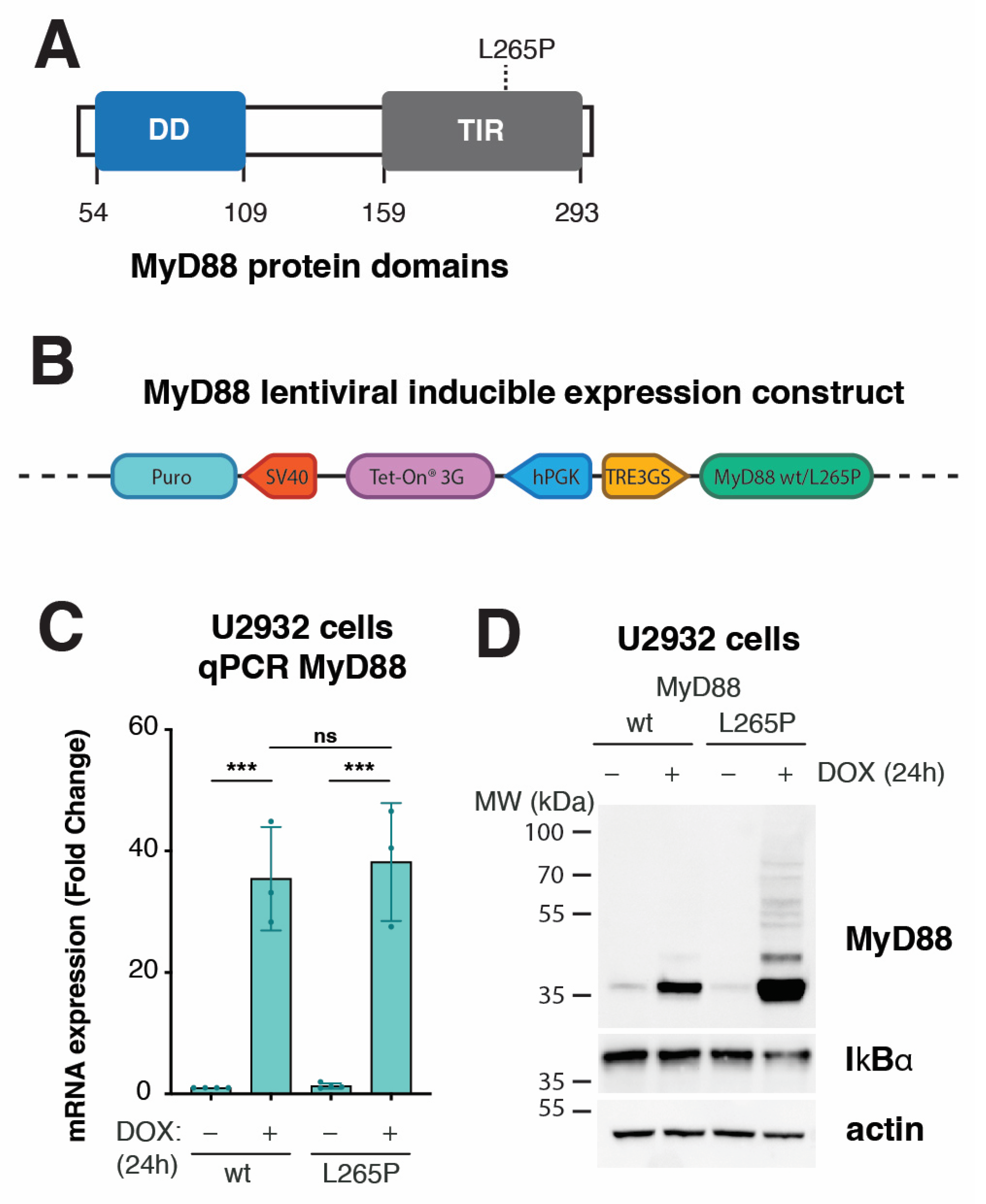 IJMS | Free Full-Text | Transcriptome Analysis of Diffuse Large B-Cell  Lymphoma Cells Inducibly Expressing MyD88 L265P Mutation Identifies  Upregulated CD44, LGALS3, NFKBIZ, and BATF as Downstream Targets of  Oncogenic NF-&kappa;B Signaling