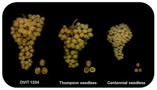 Why Do Seedless Grapes Sometimes Have Seeds?