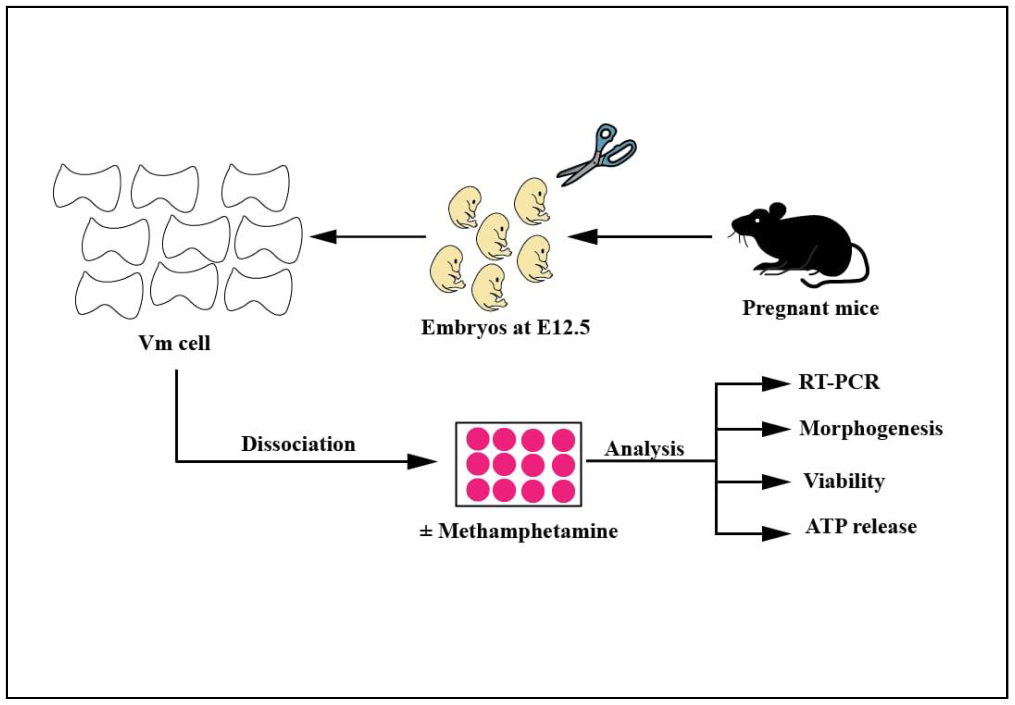 Ijms 24 05668 g001 Ijms 24 05668 g001