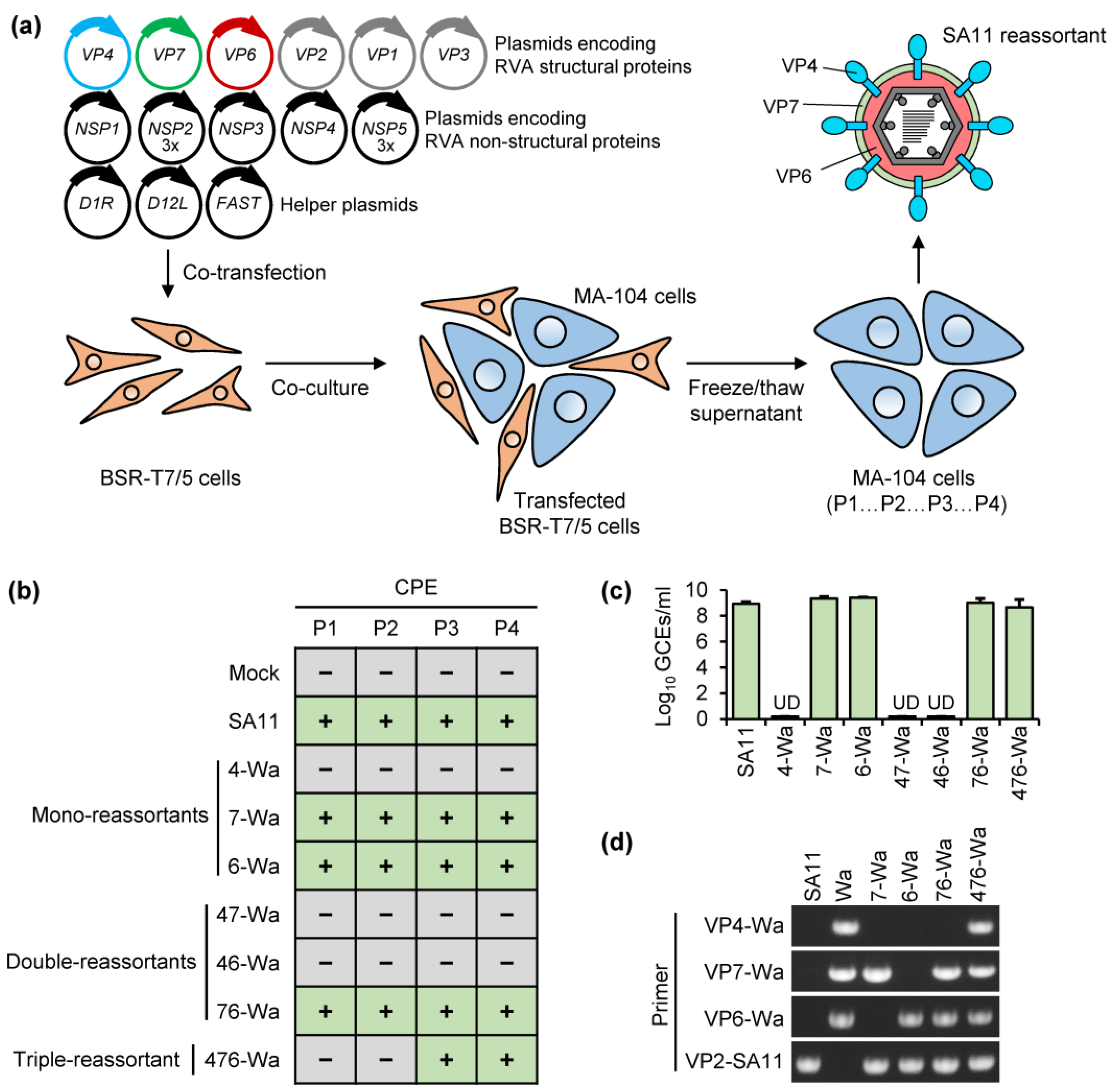 IJMS Free FullText StrainSpecific Interactions between the Viral